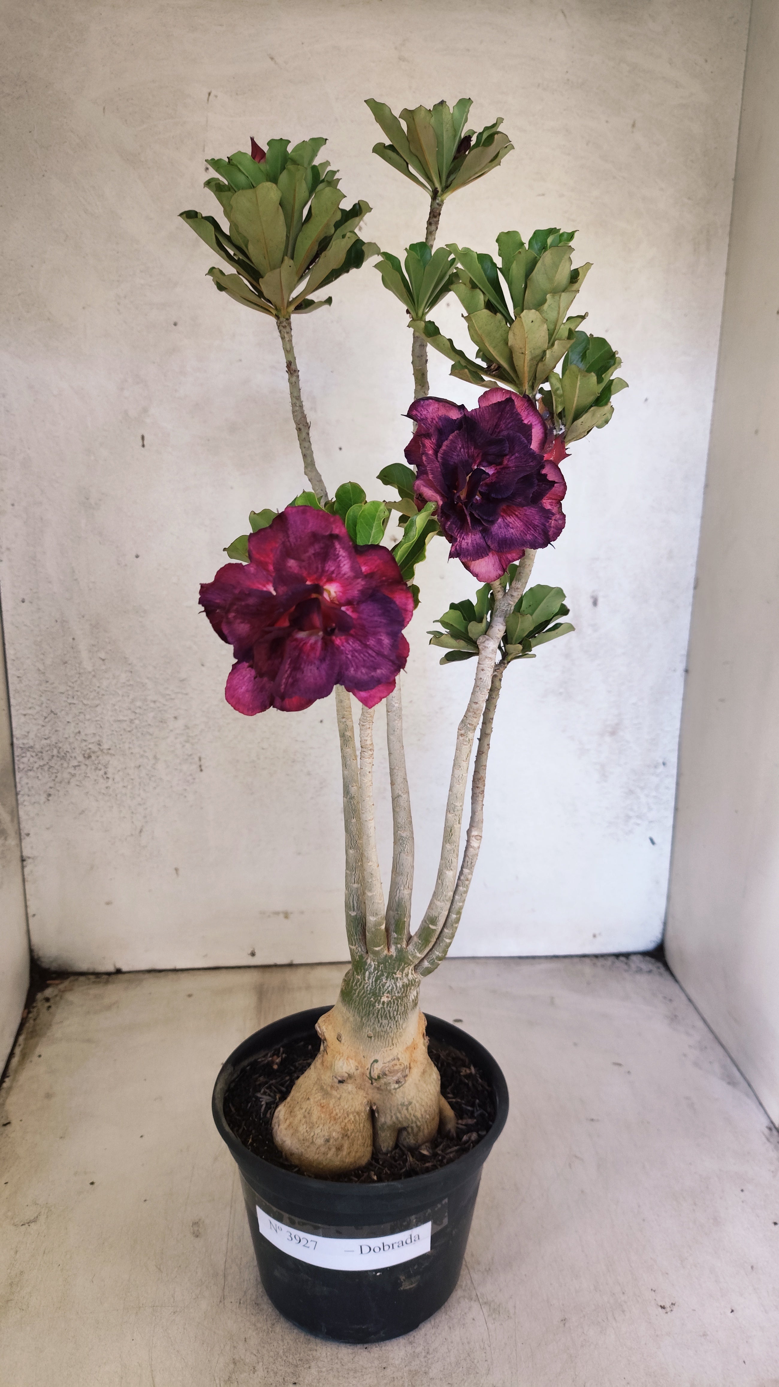 Planta Dobrada 3927 – 35cm – 03 anos