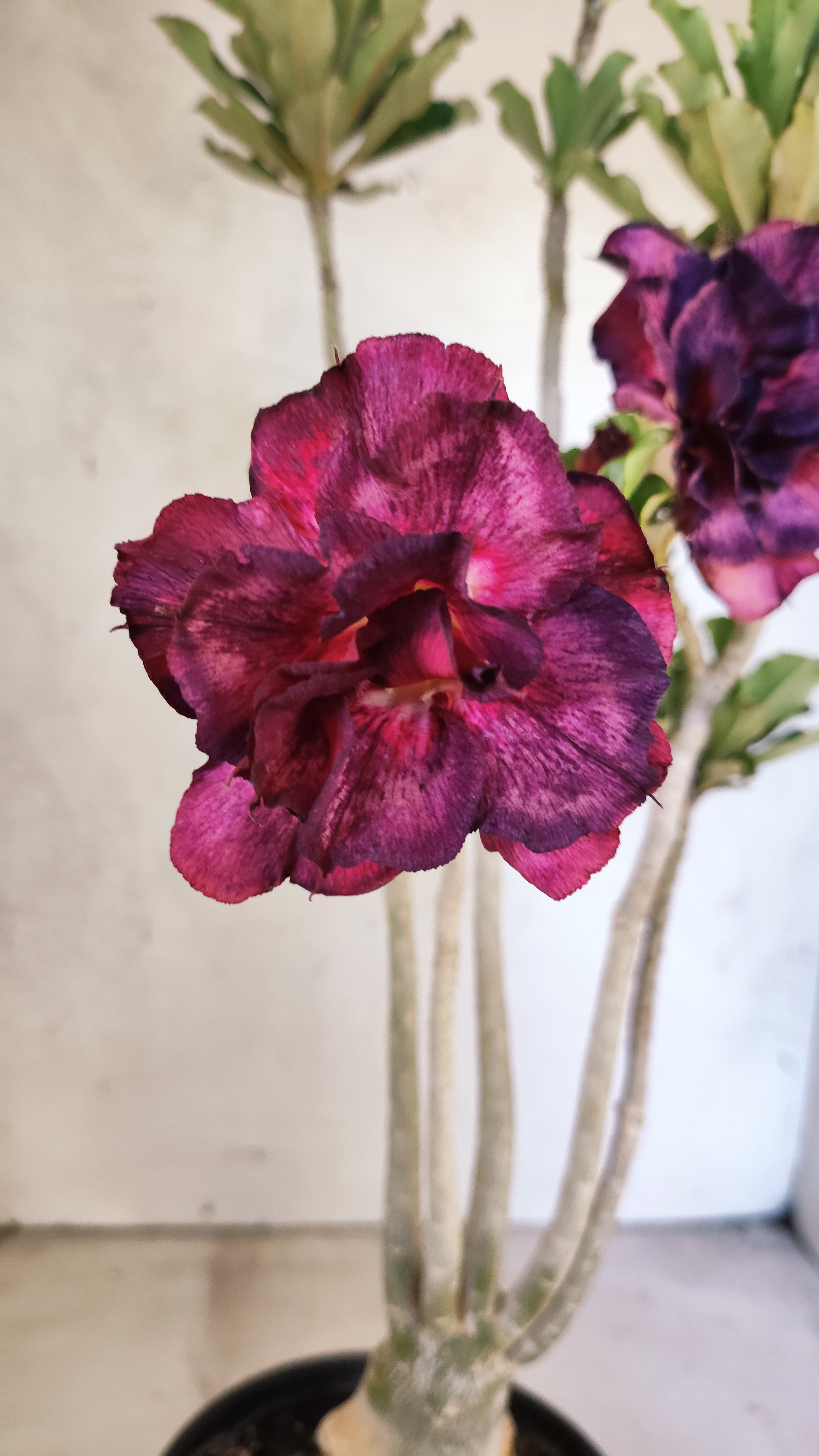 Planta Dobrada 3927 – 35cm – 03 anos
