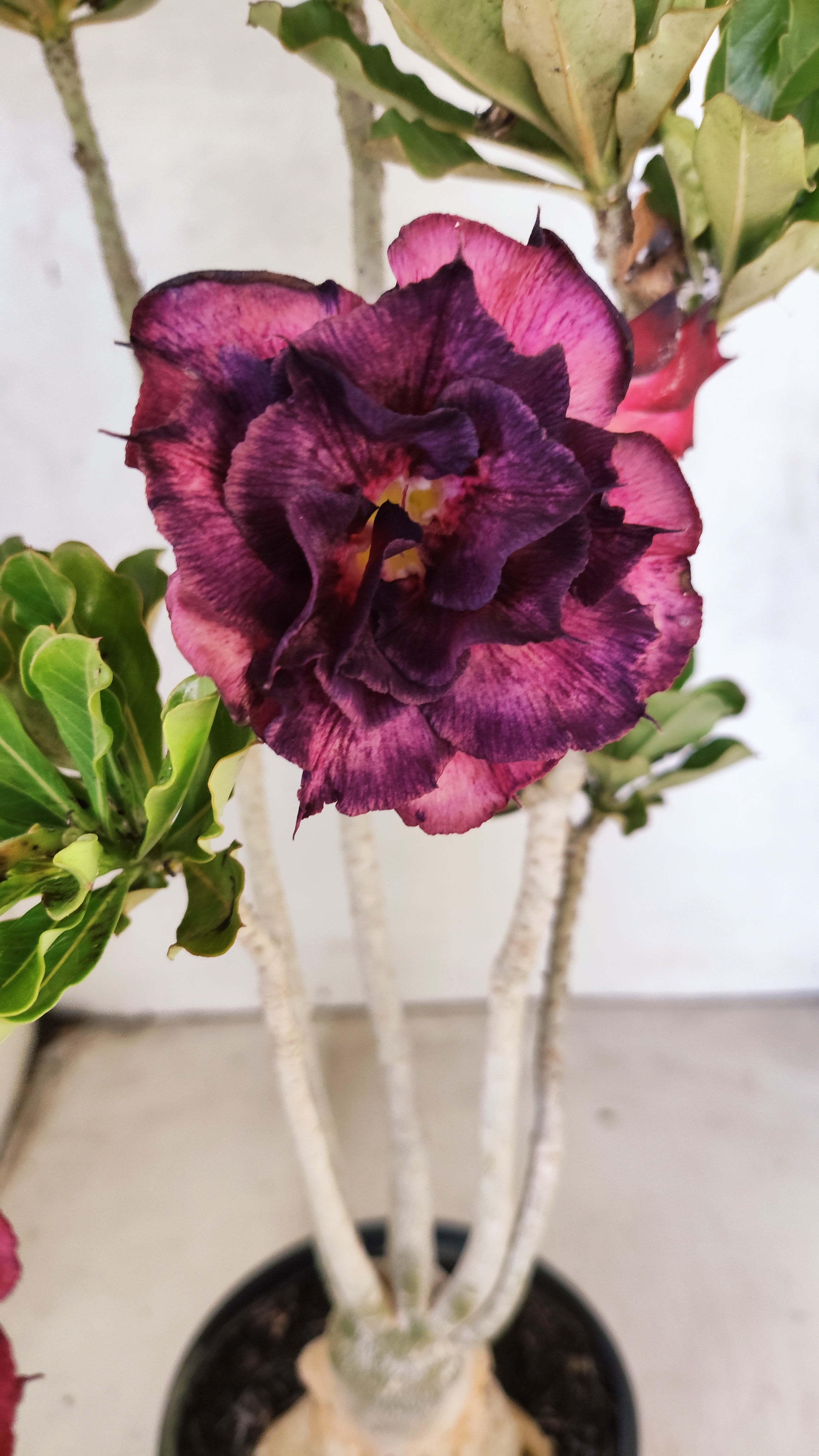 Planta Dobrada 3927 – 35cm – 03 anos