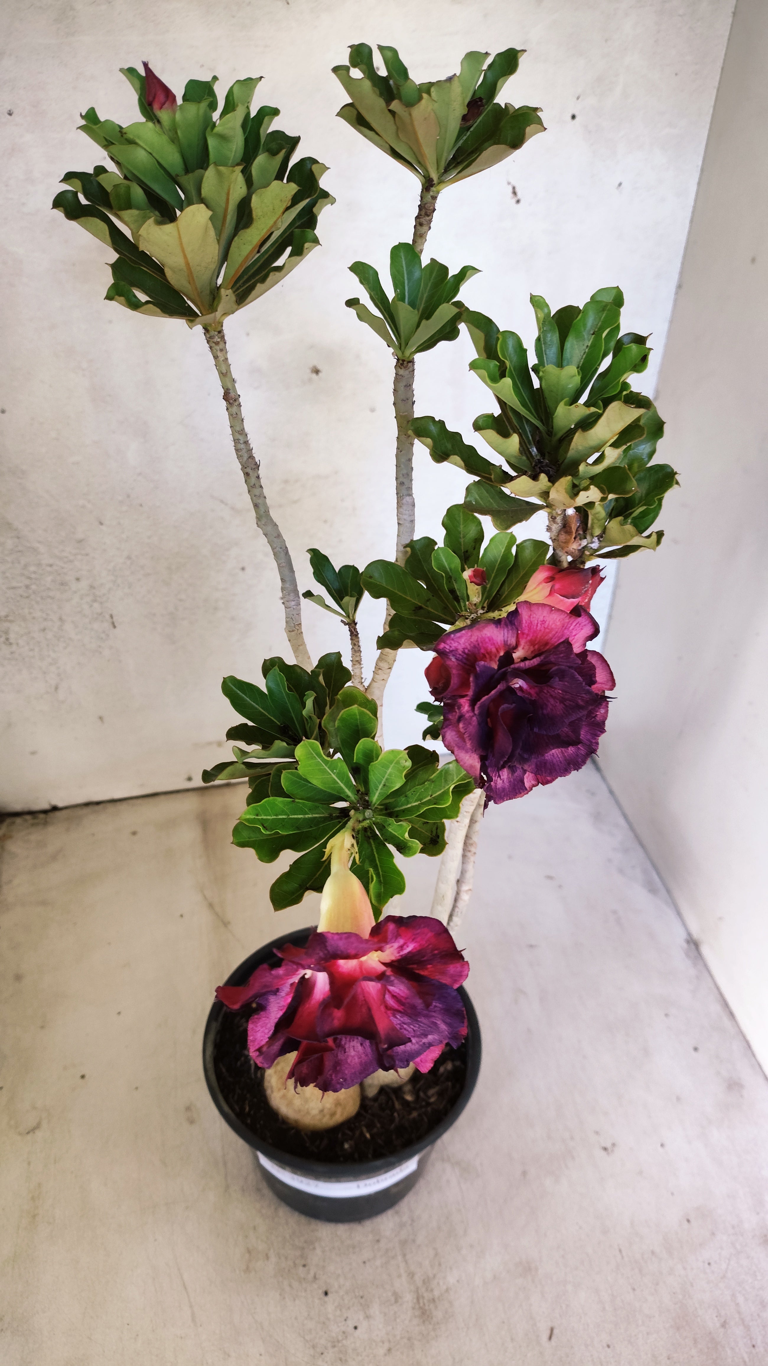 Planta Dobrada 3927 – 35cm – 03 anos