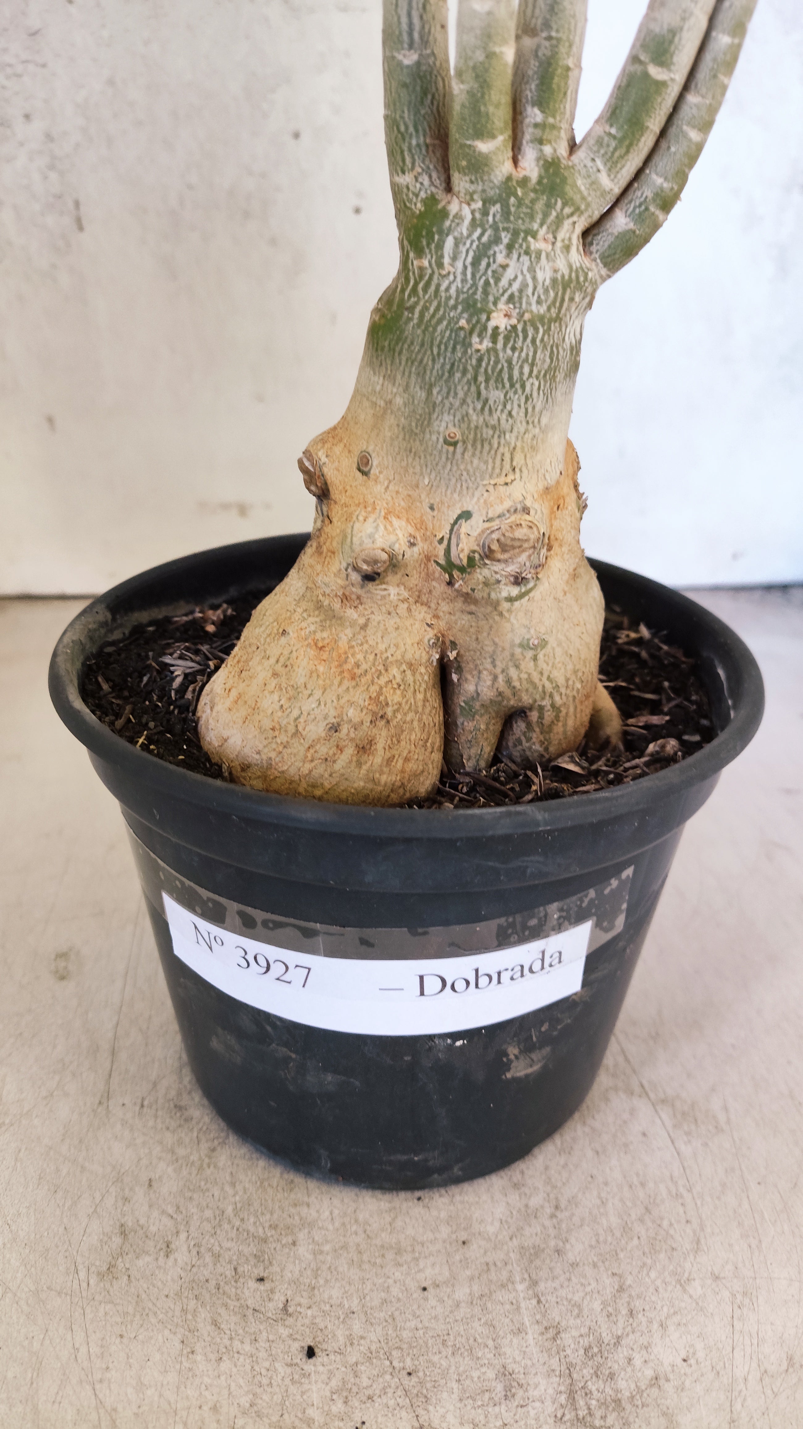 Planta Dobrada 3927 – 35cm – 03 anos