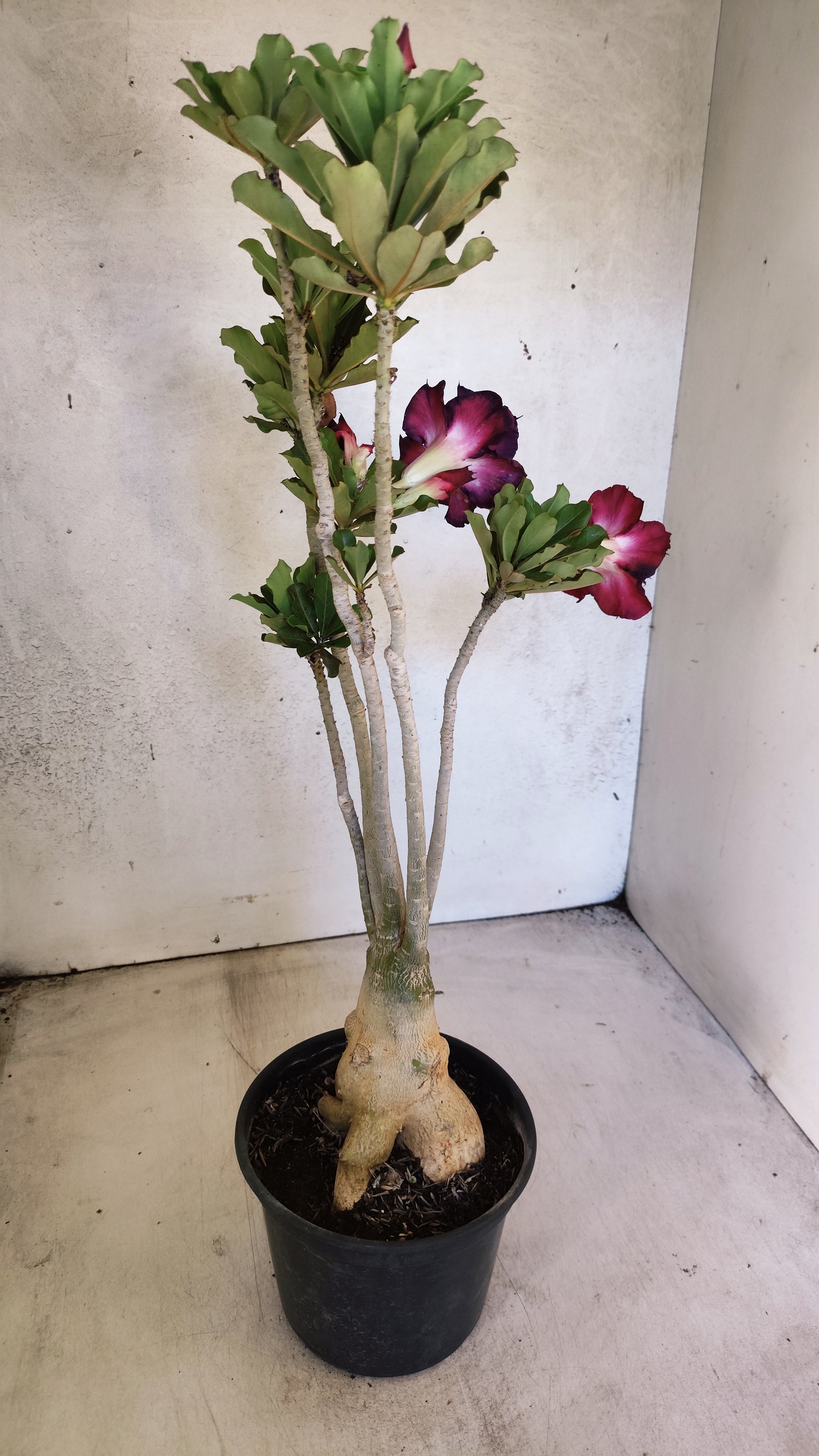 Planta Dobrada 3927 – 35cm – 03 anos