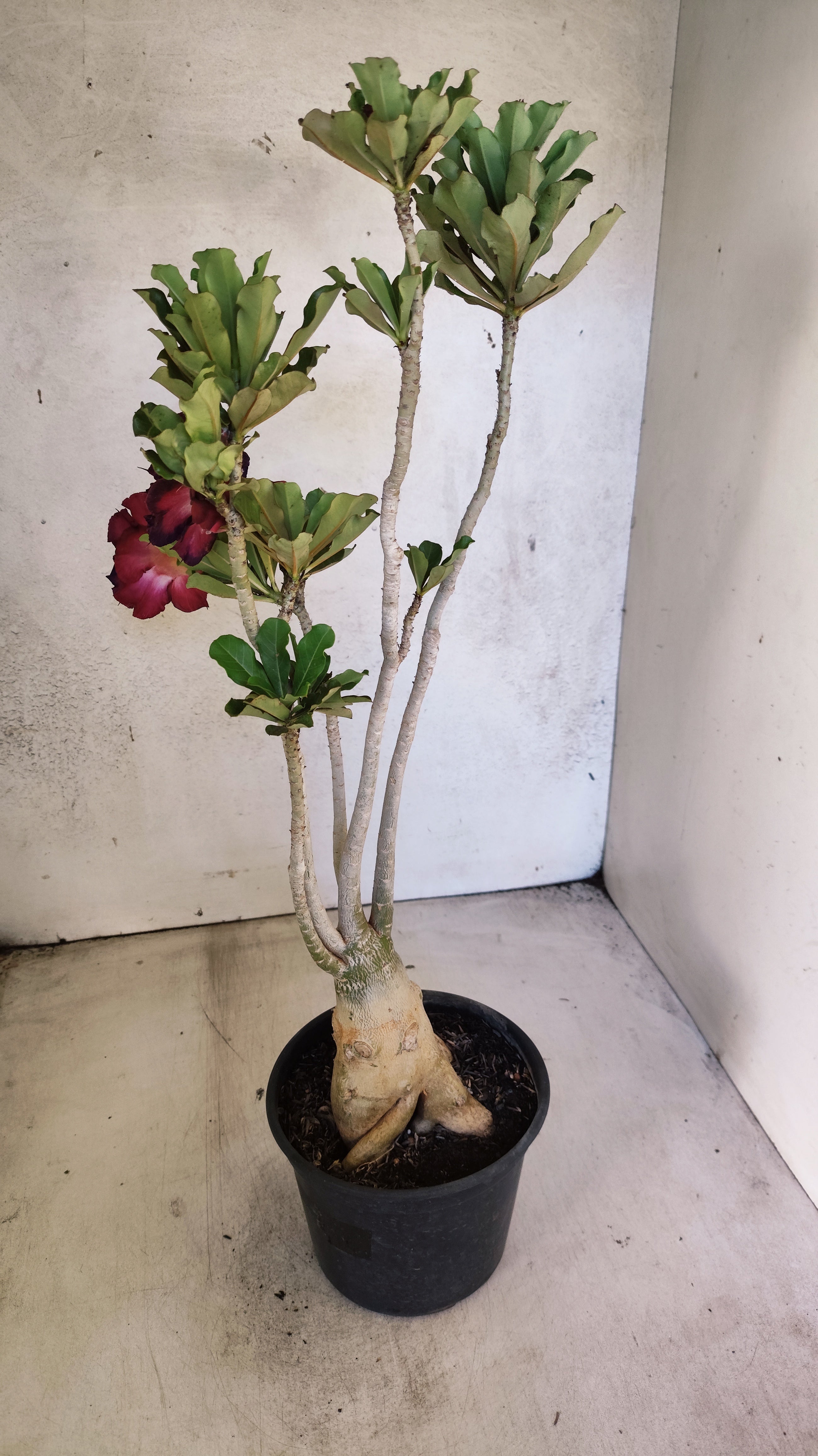 Planta Dobrada 3927 – 35cm – 03 anos