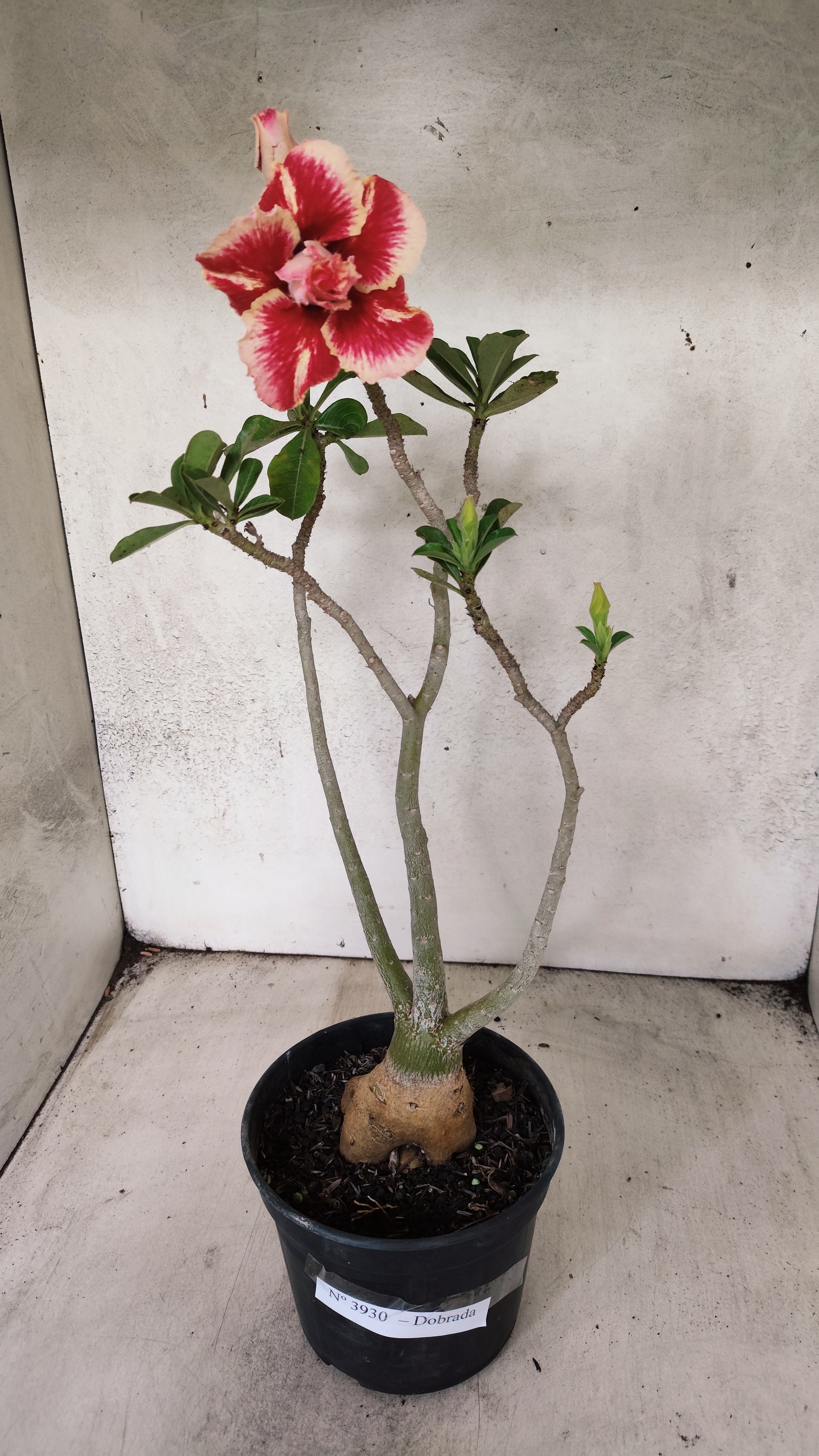 Planta Dobrada 3930 – 35cm – 03 anos
