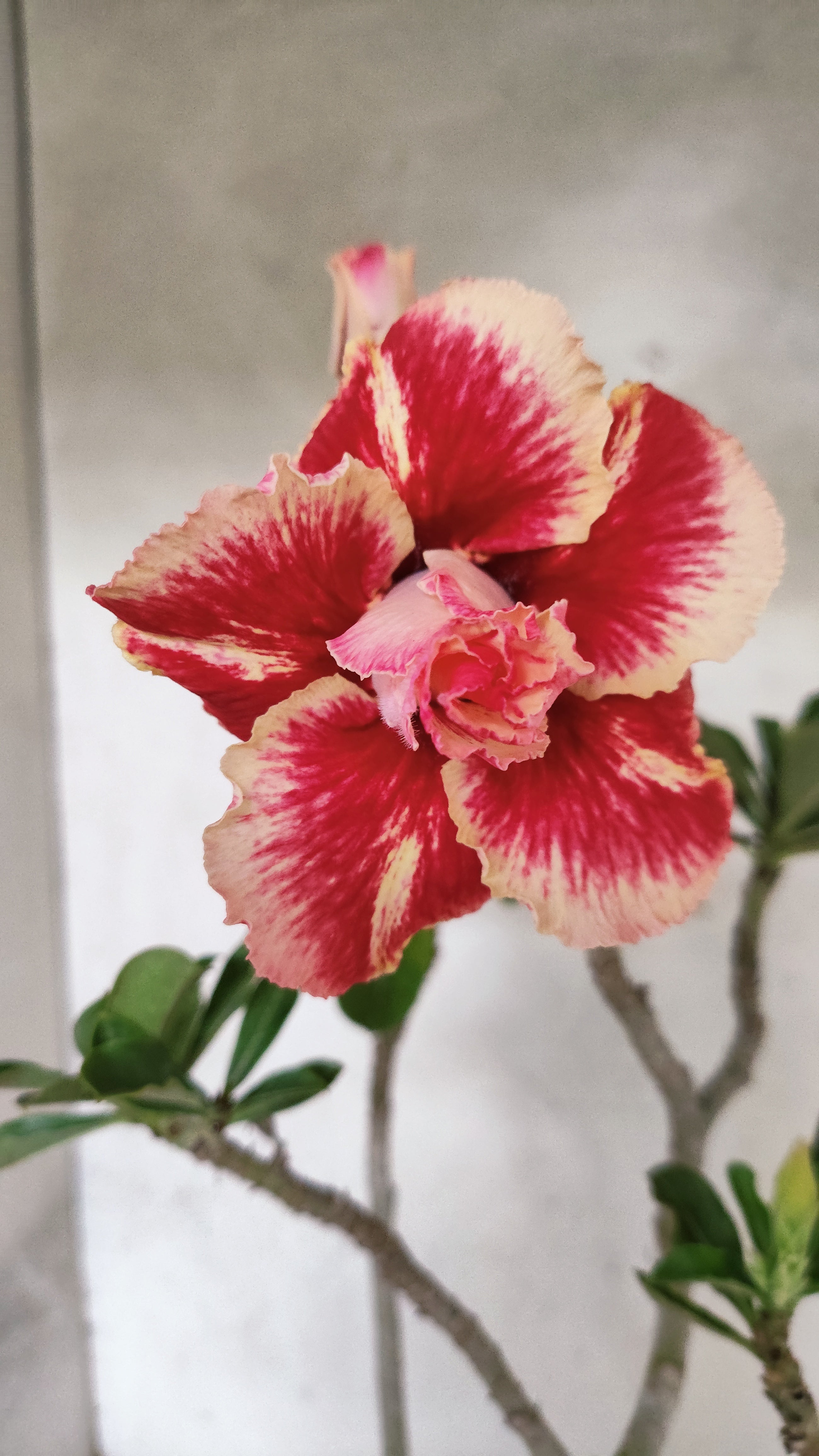 Planta Dobrada 3930 – 35cm – 03 anos