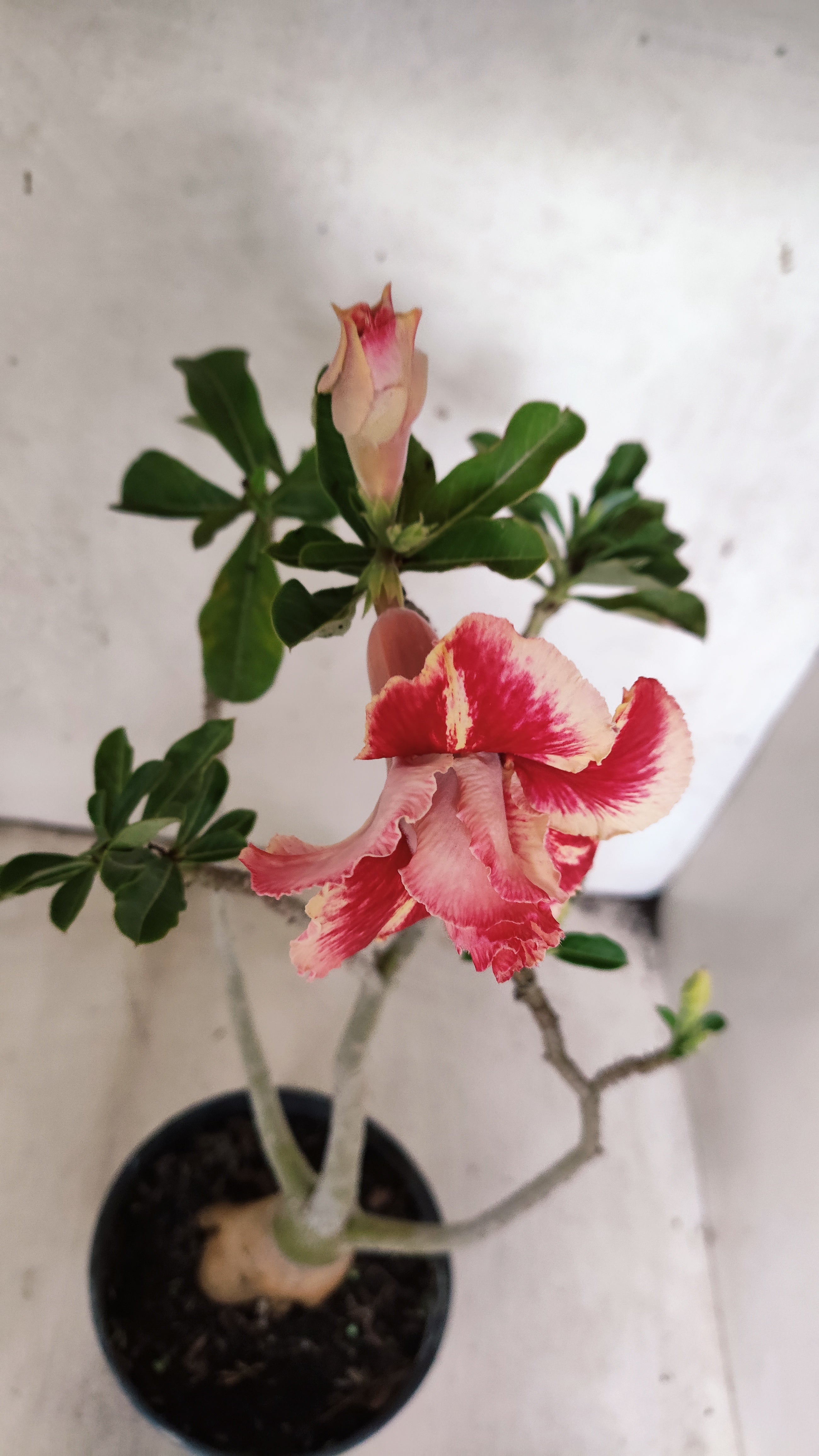 Planta Dobrada 3930 – 35cm – 03 anos
