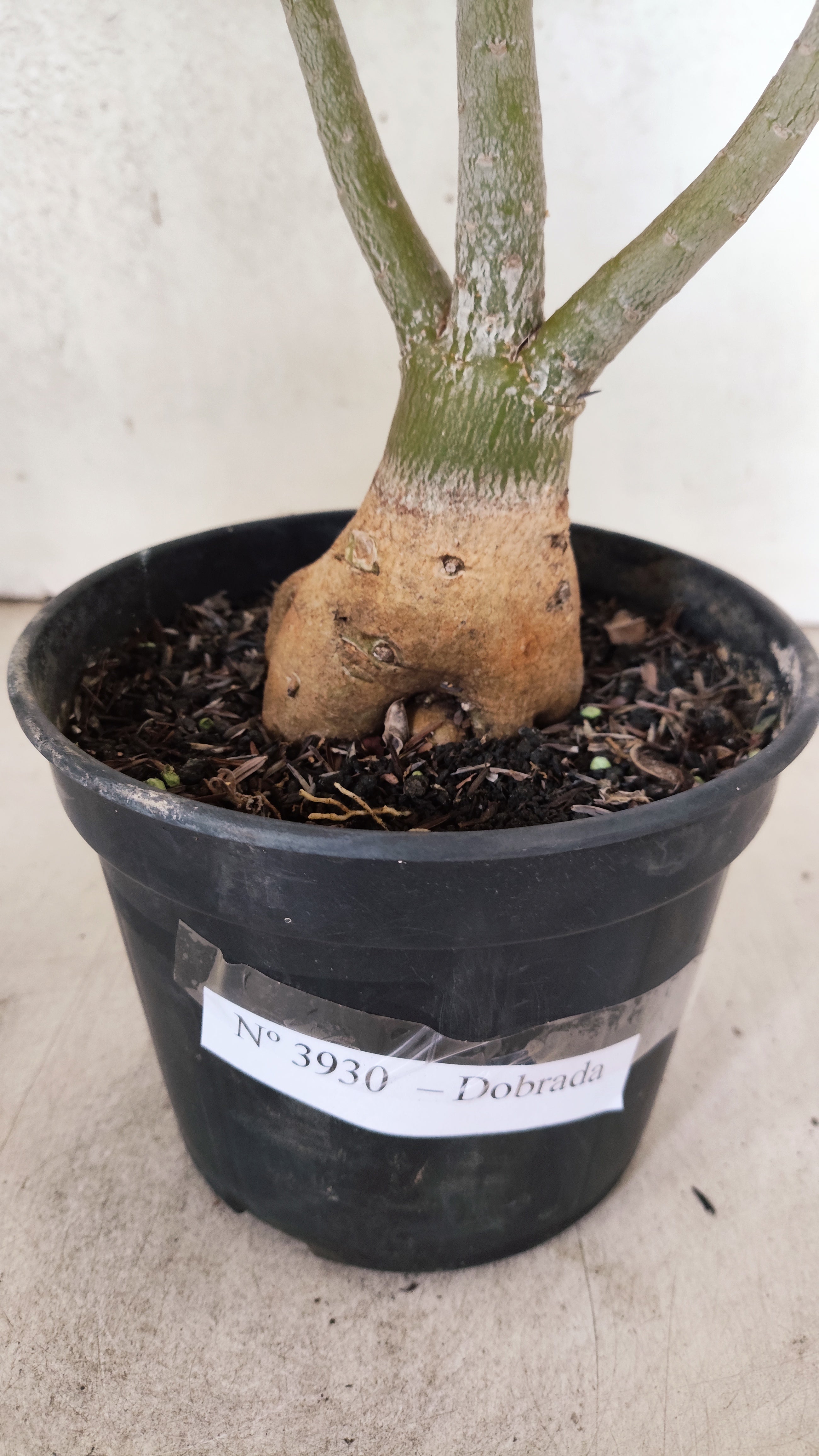 Planta Dobrada 3930 – 35cm – 03 anos