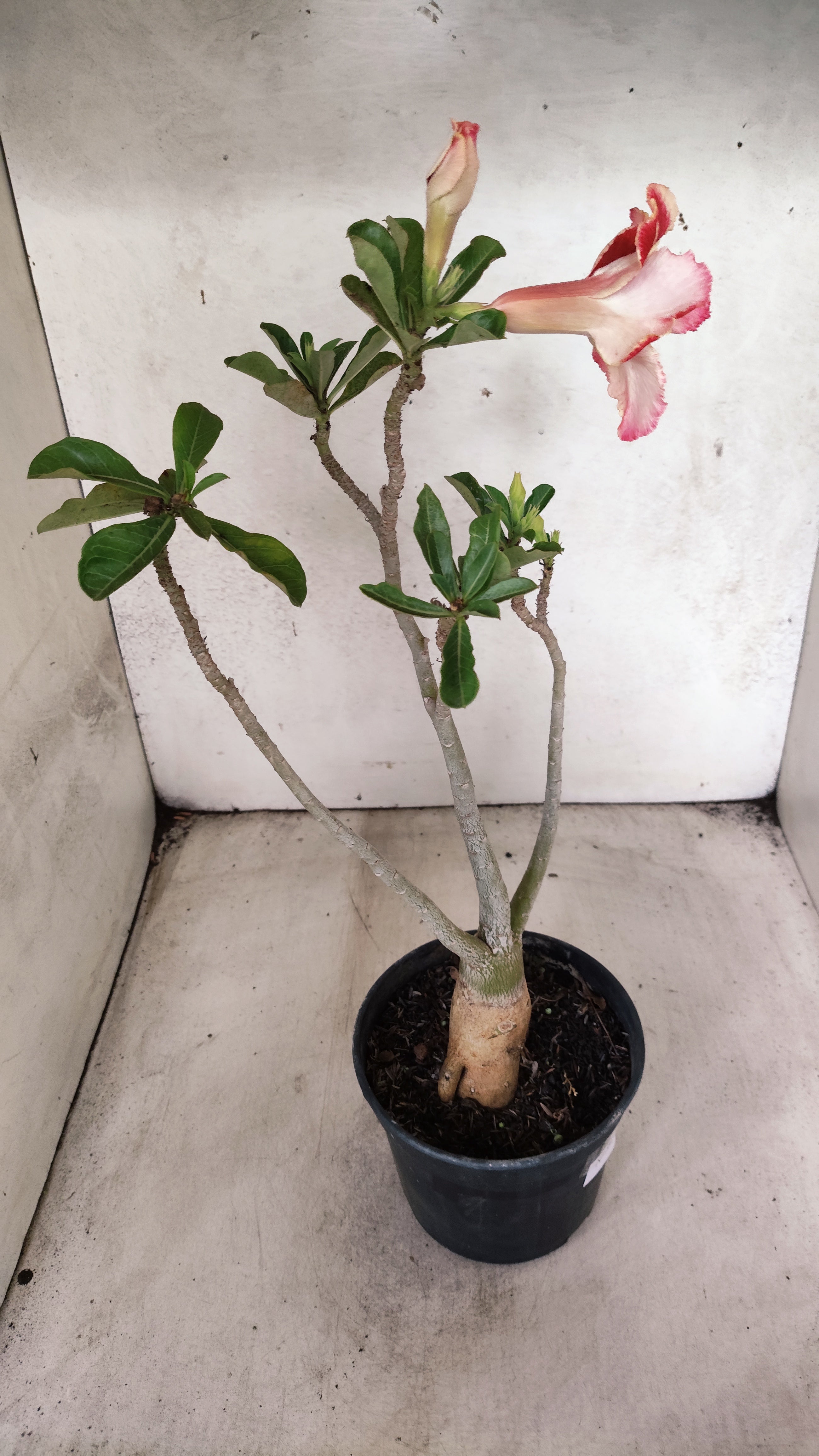 Planta Dobrada 3930 – 35cm – 03 anos