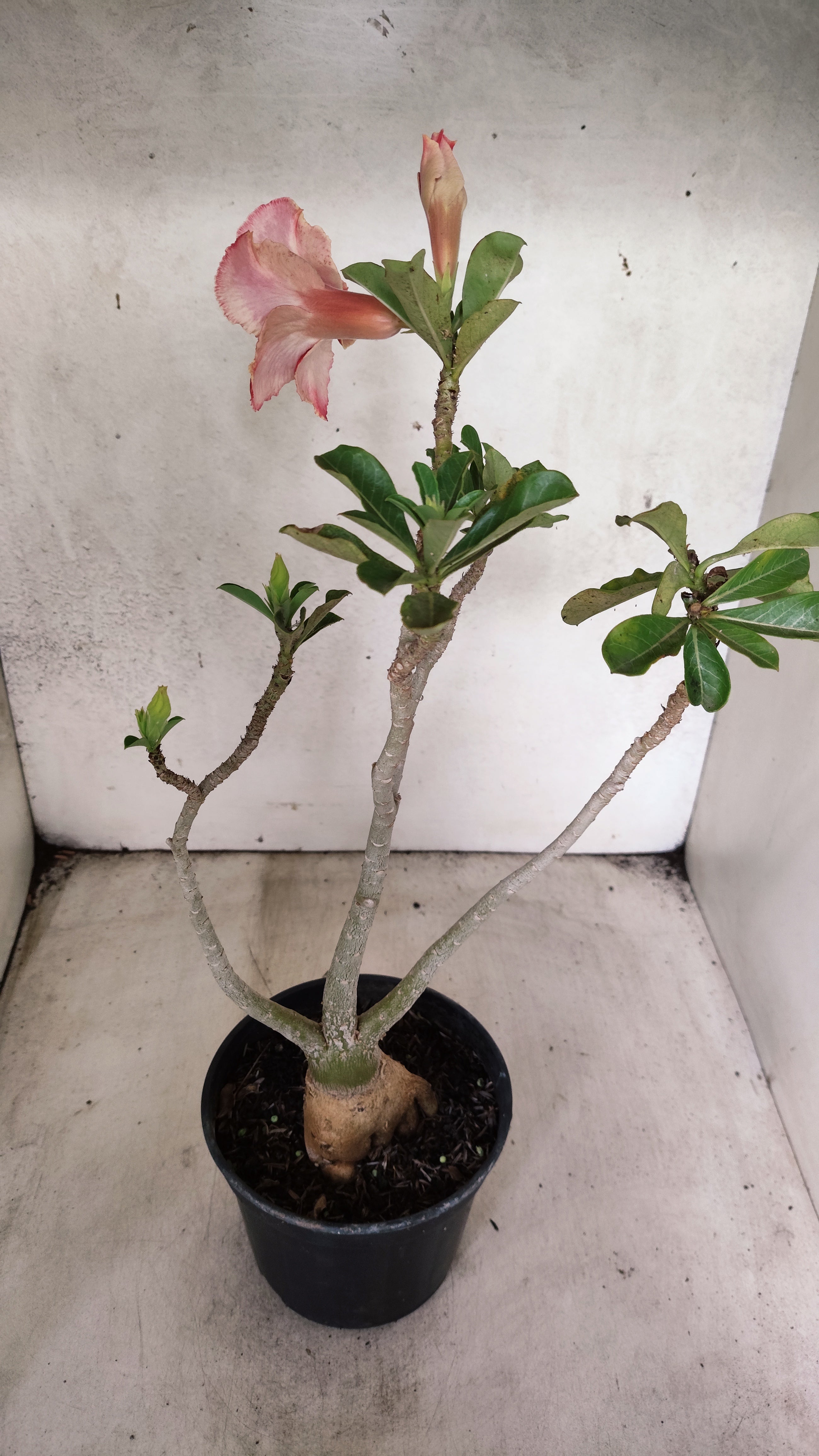 Planta Dobrada 3930 – 35cm – 03 anos