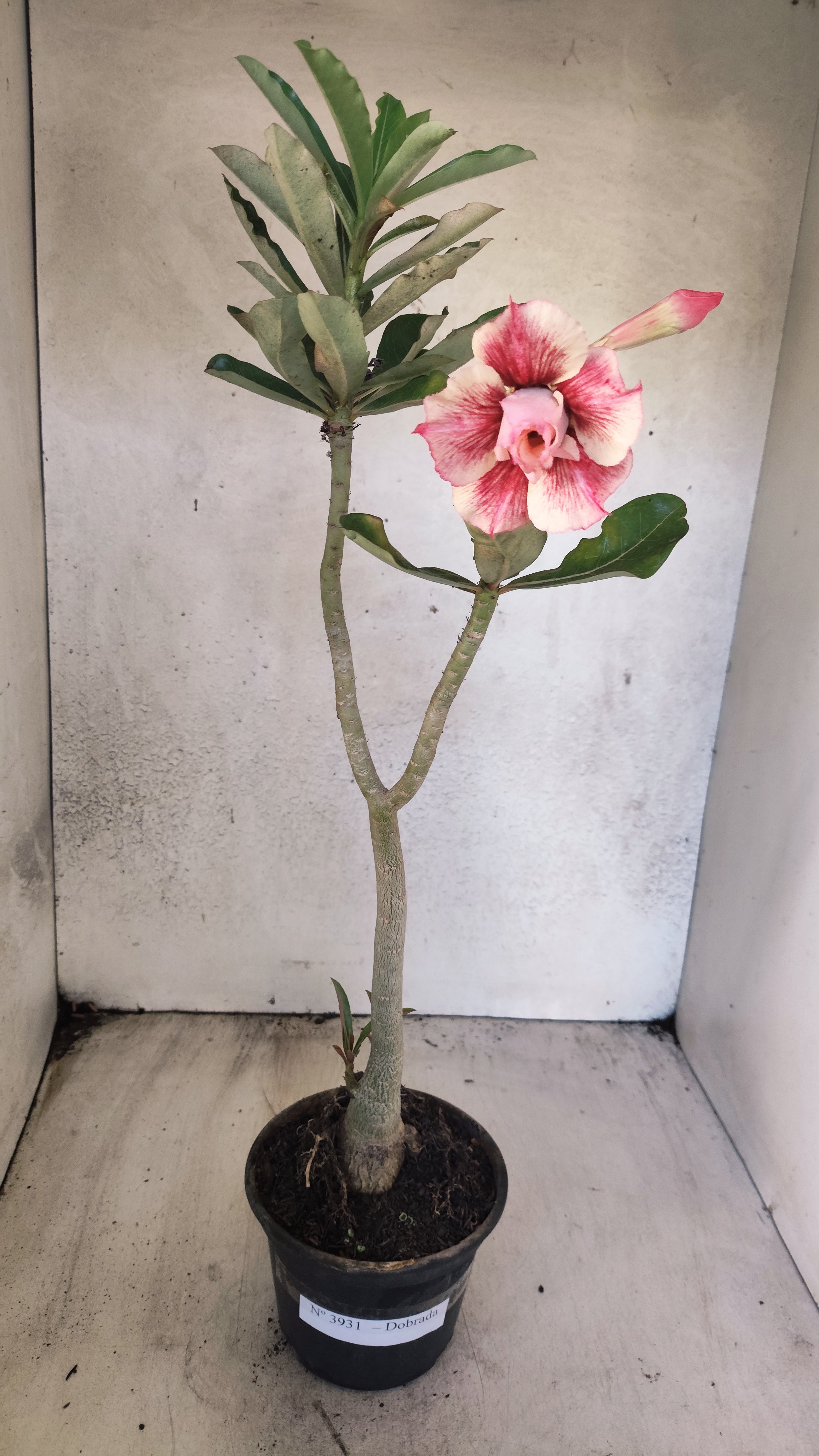 Planta Dobrada 3931 – 35cm – 03 anos