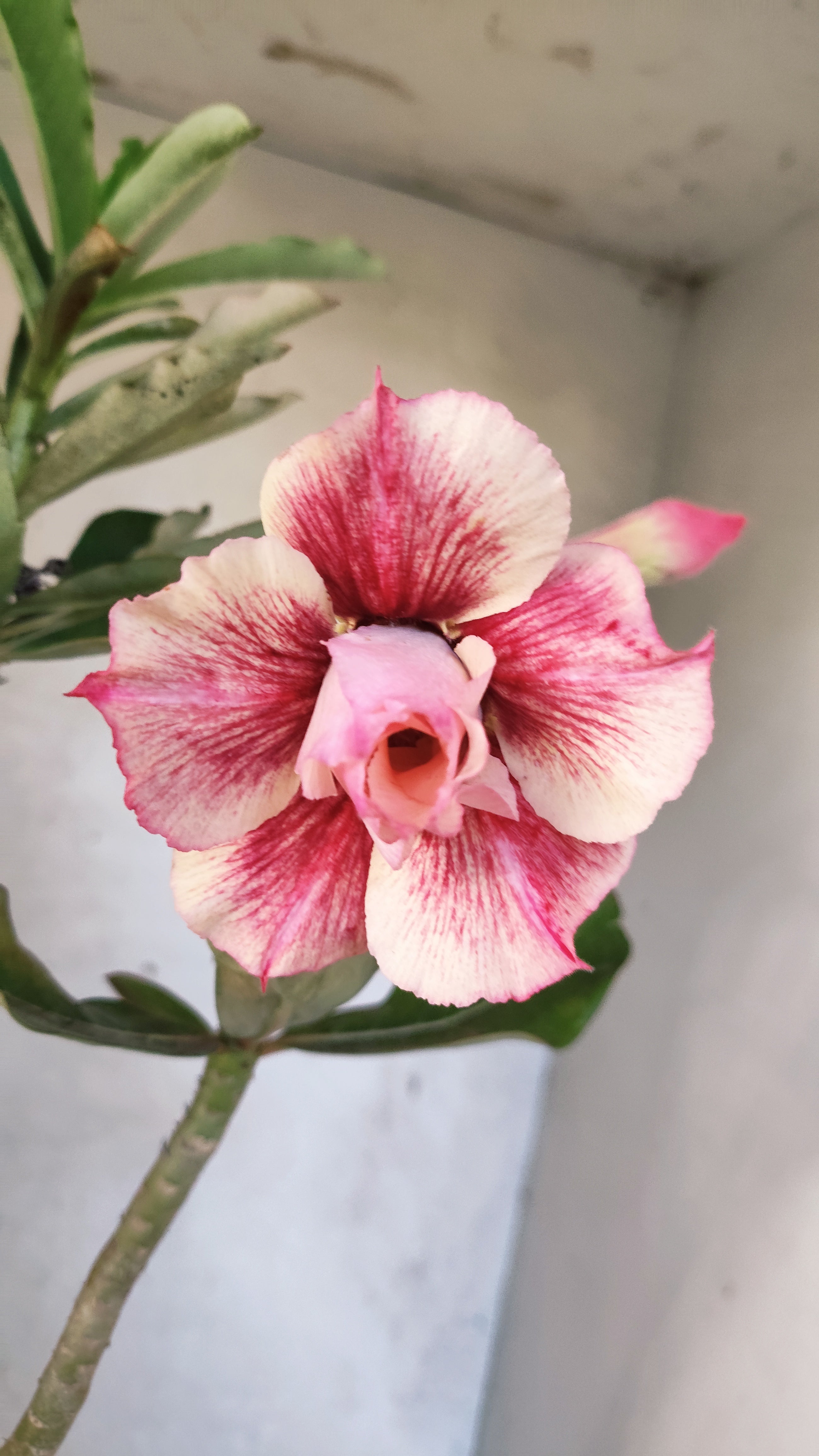 Planta Dobrada 3931 – 35cm – 03 anos