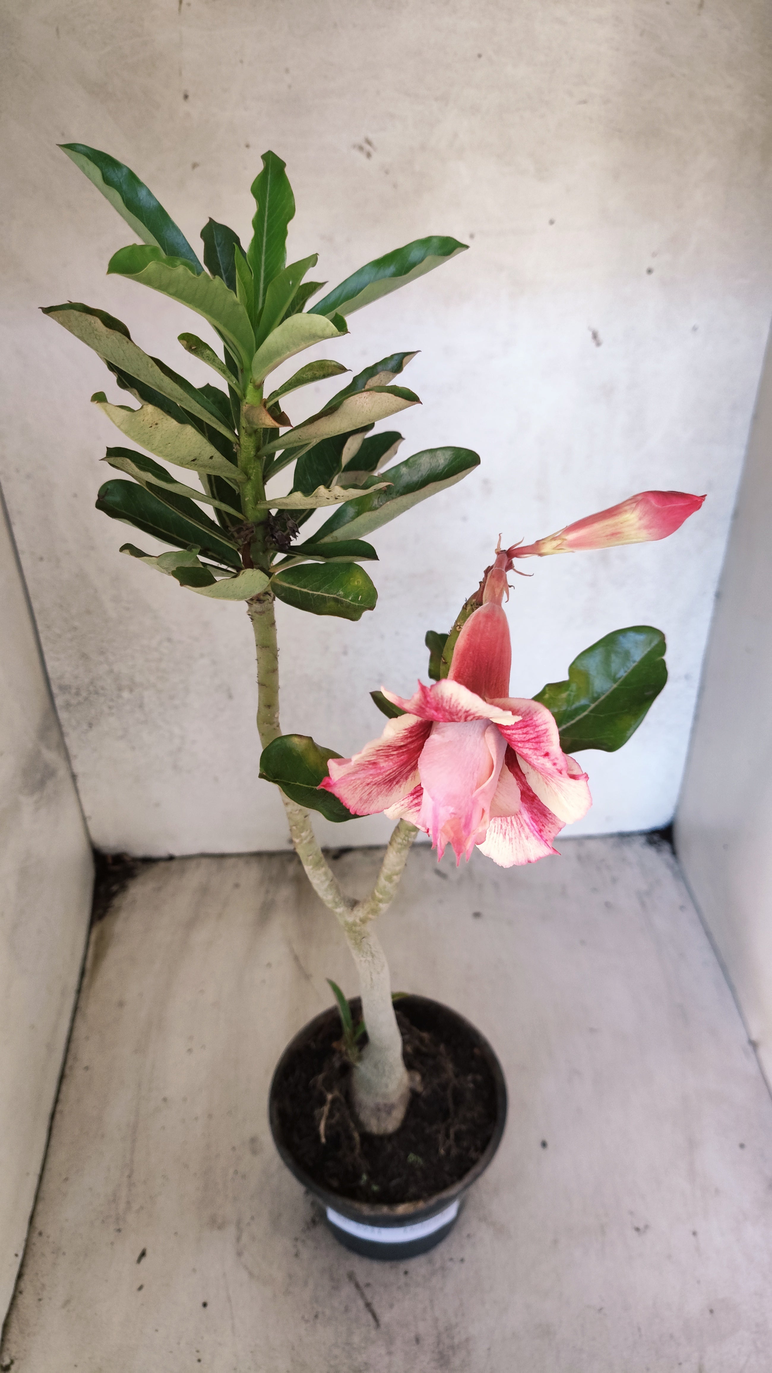 Planta Dobrada 3931 – 35cm – 03 anos