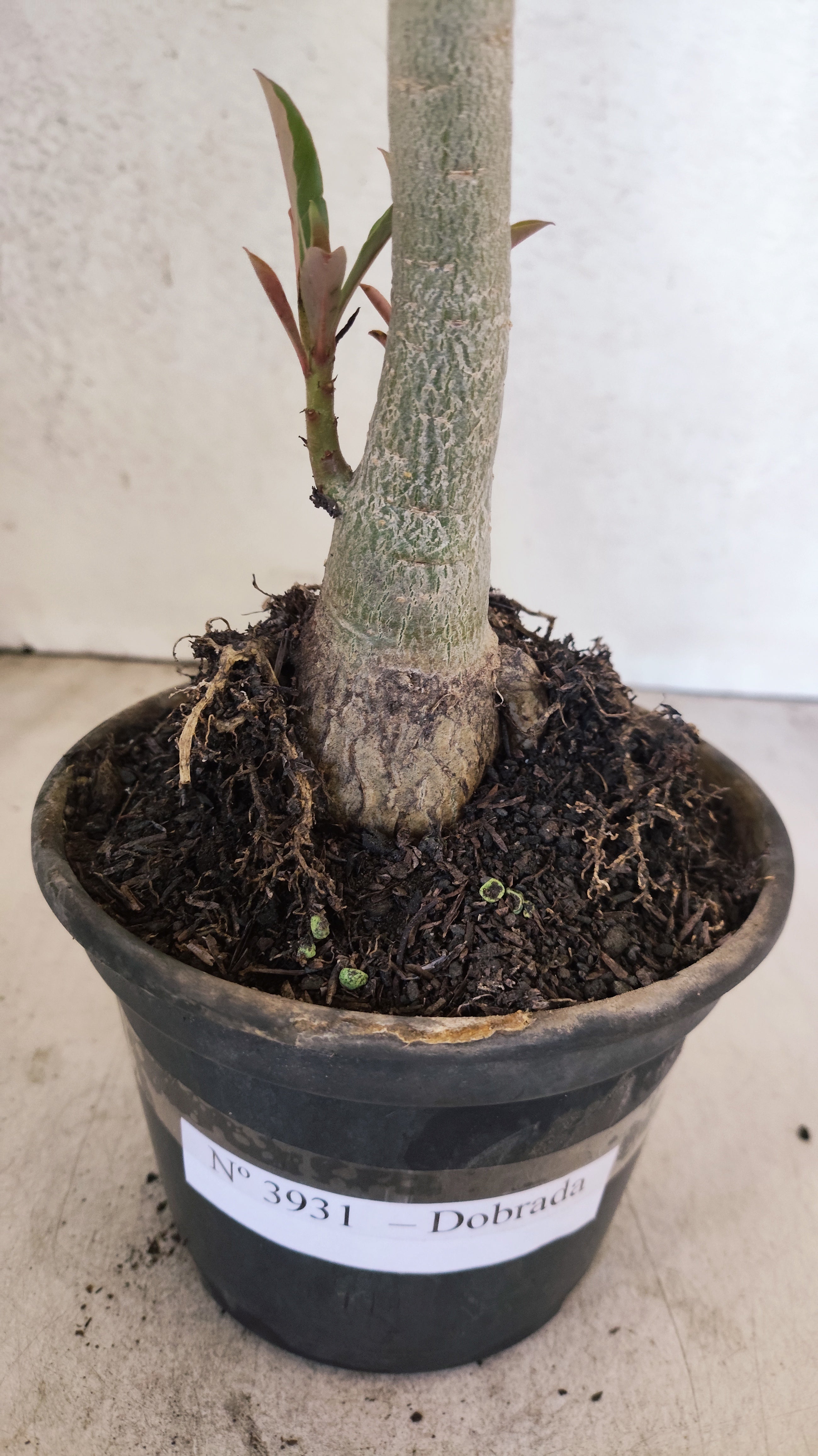 Planta Dobrada 3931 – 35cm – 03 anos