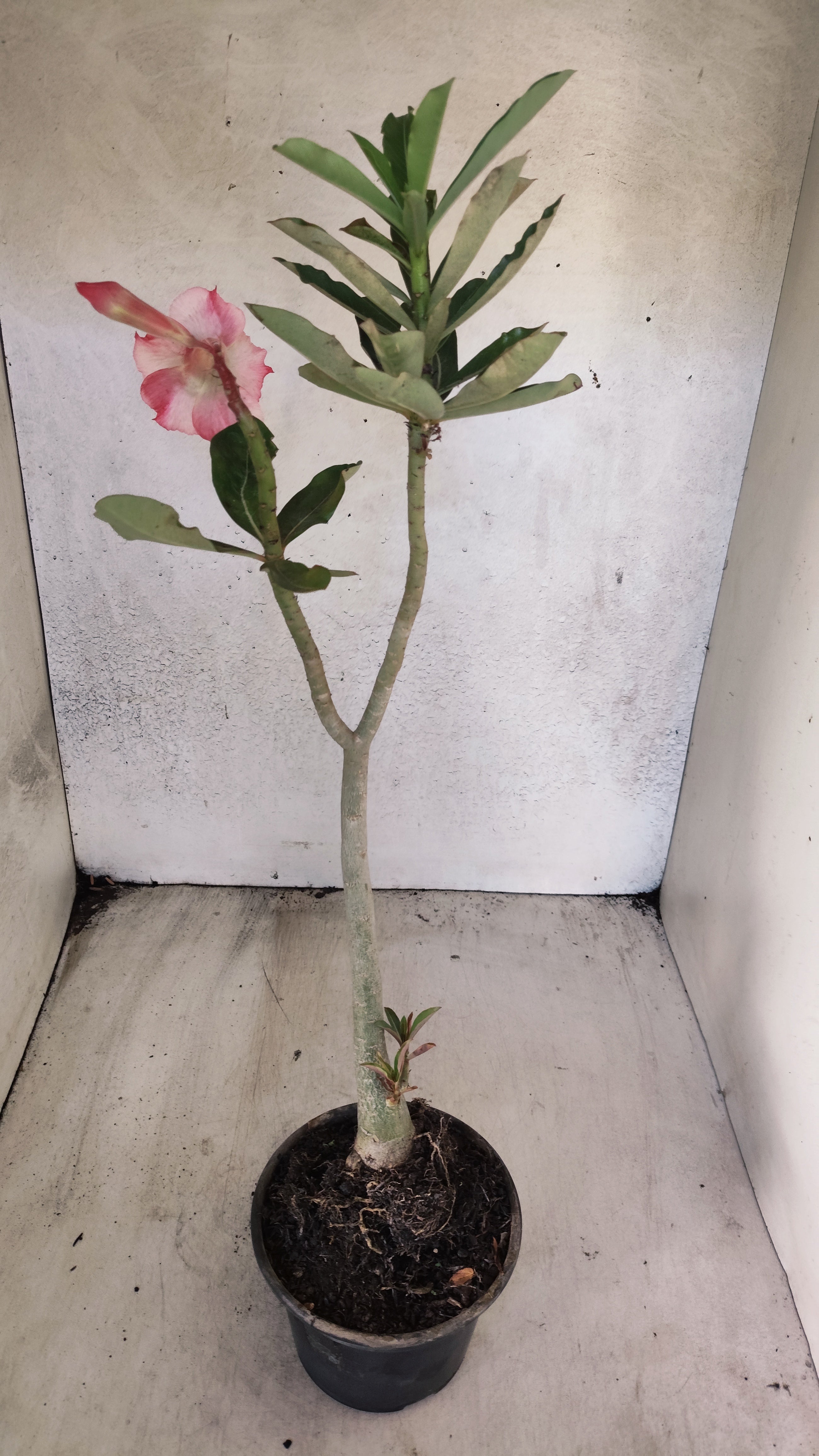 Planta Dobrada 3931 – 35cm – 03 anos