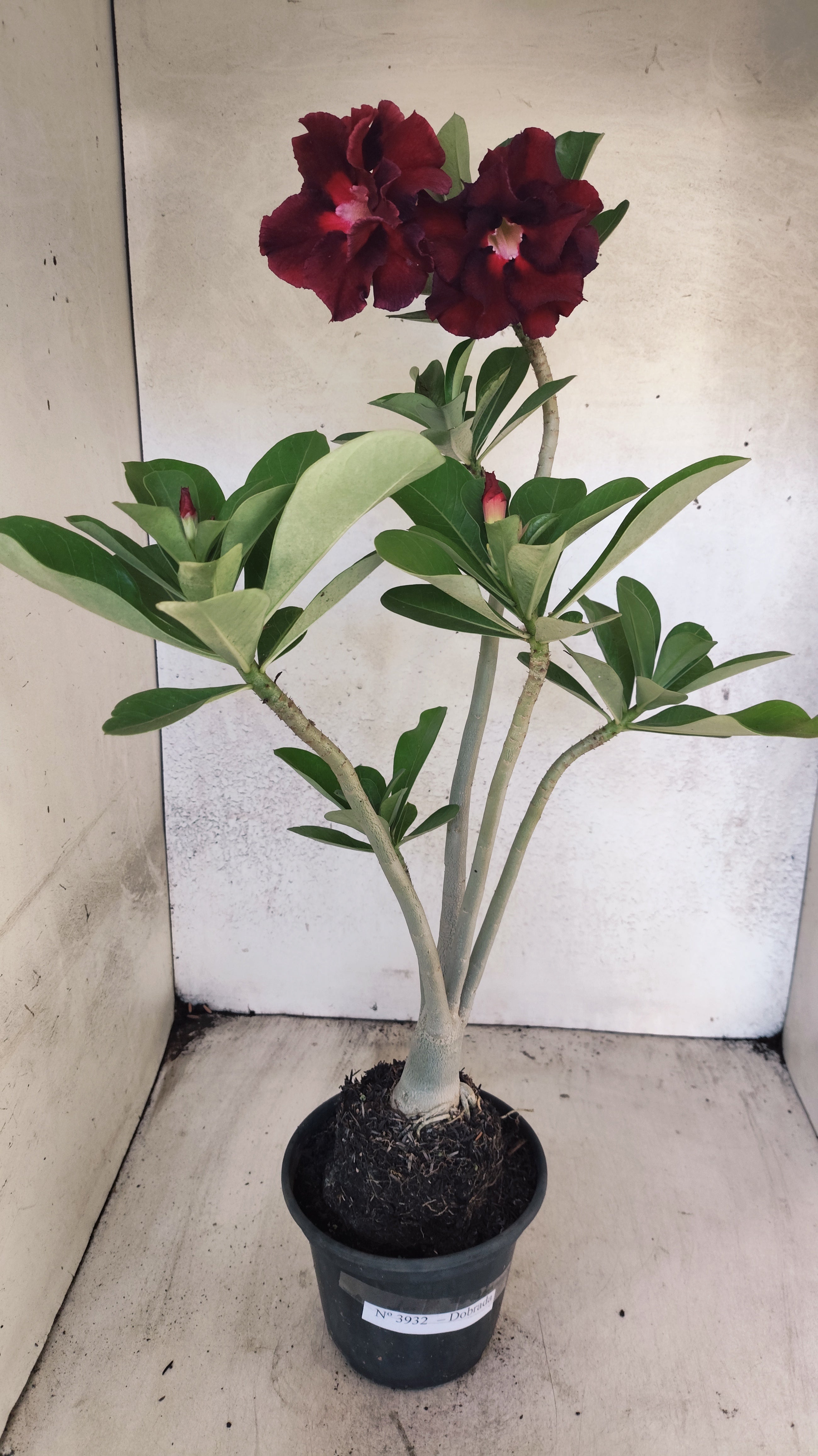 Planta Dobrada 3932 – 35cm – 03 anos