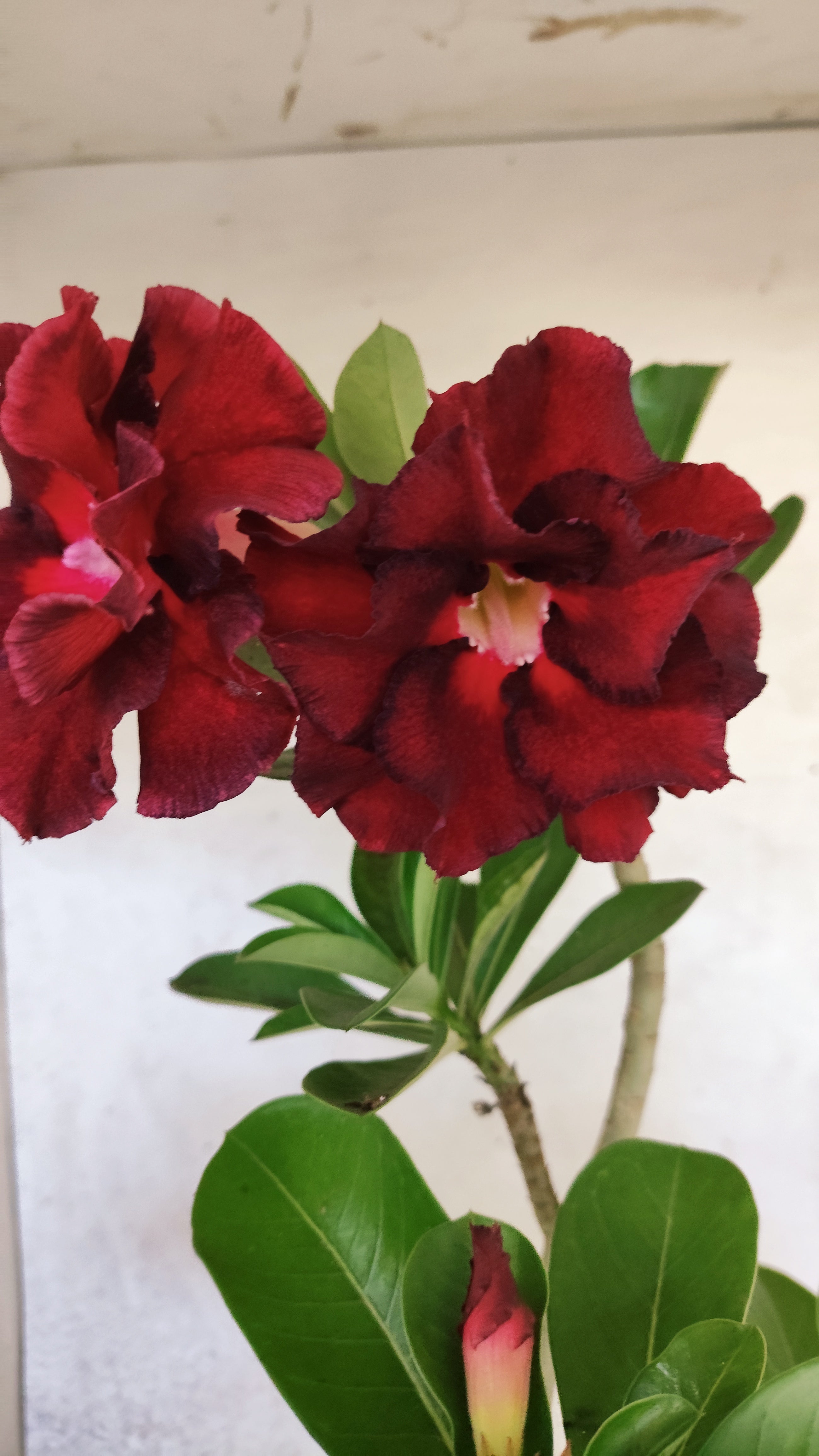 Planta Dobrada 3932 – 35cm – 03 anos