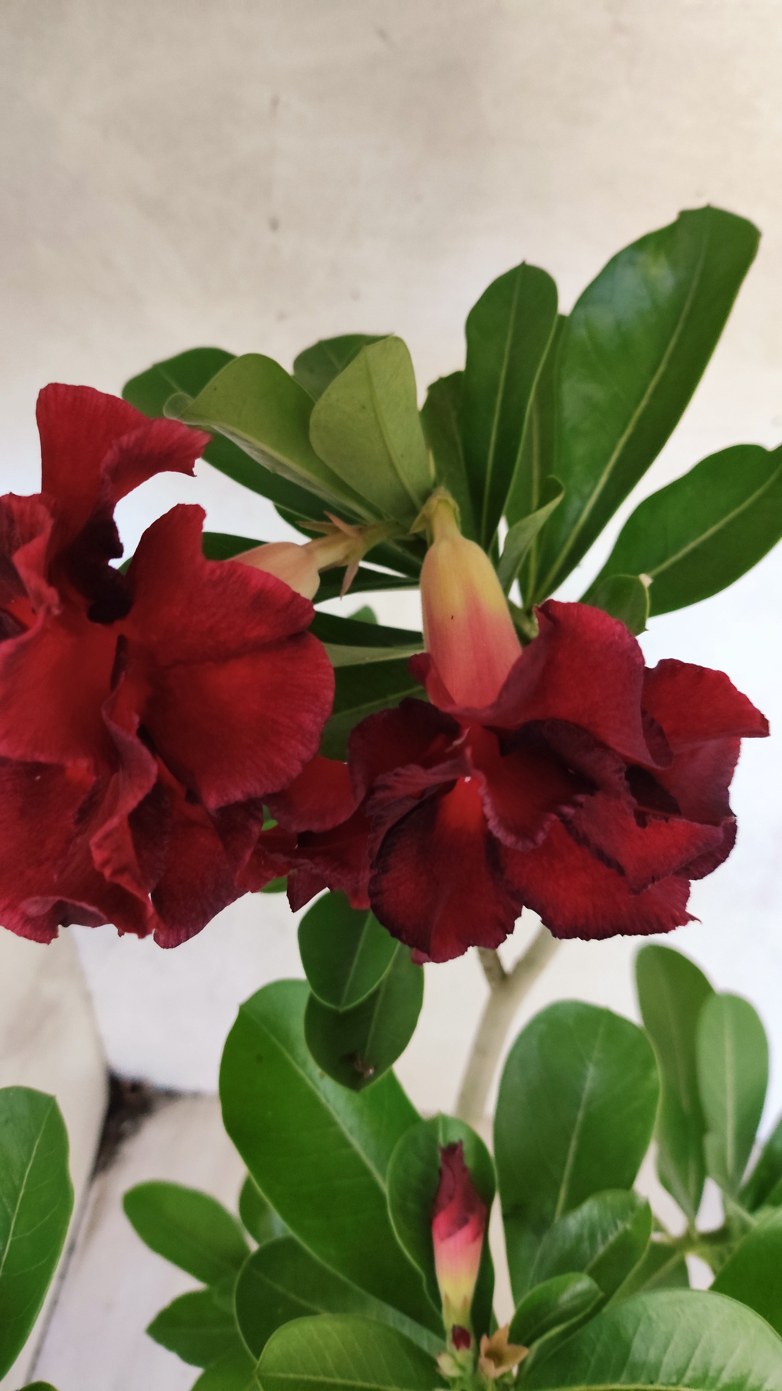 Planta Dobrada 3932 – 35cm – 03 anos