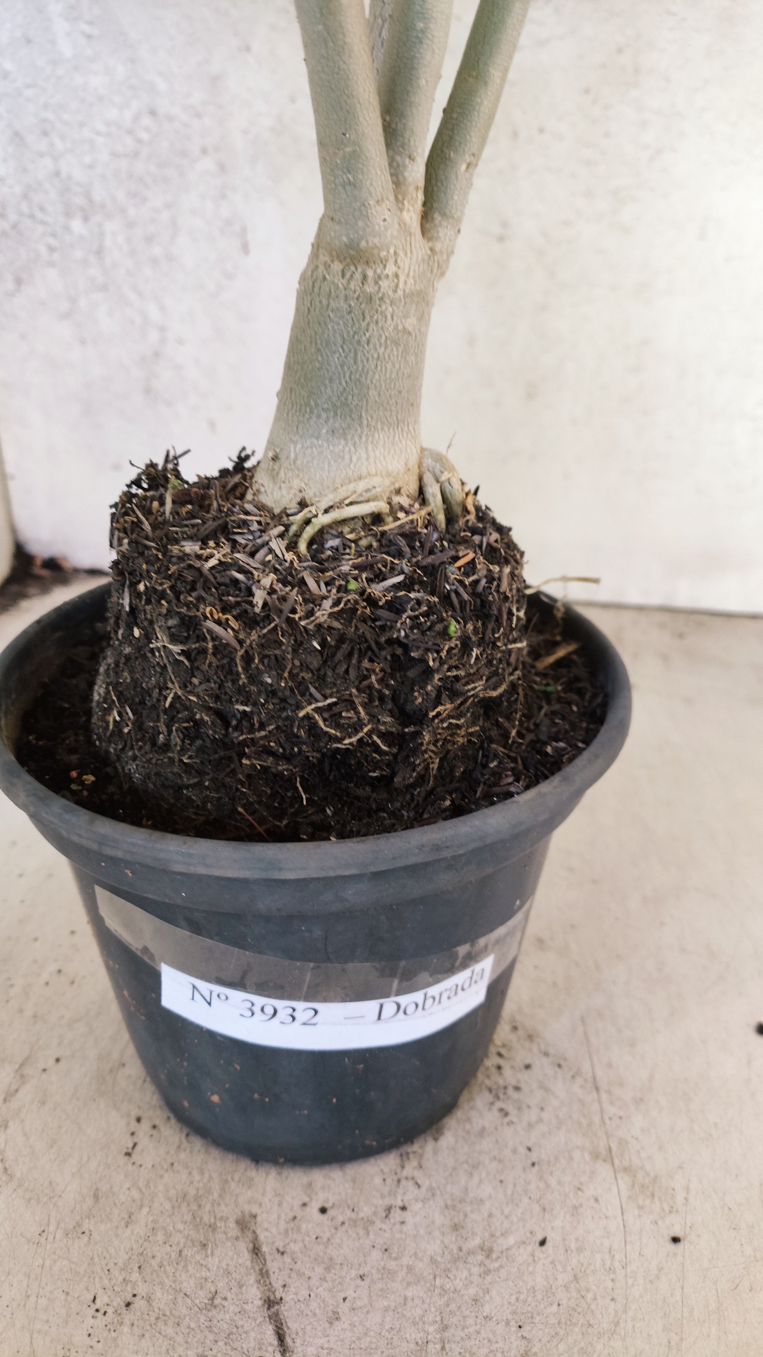 Planta Dobrada 3932 – 35cm – 03 anos