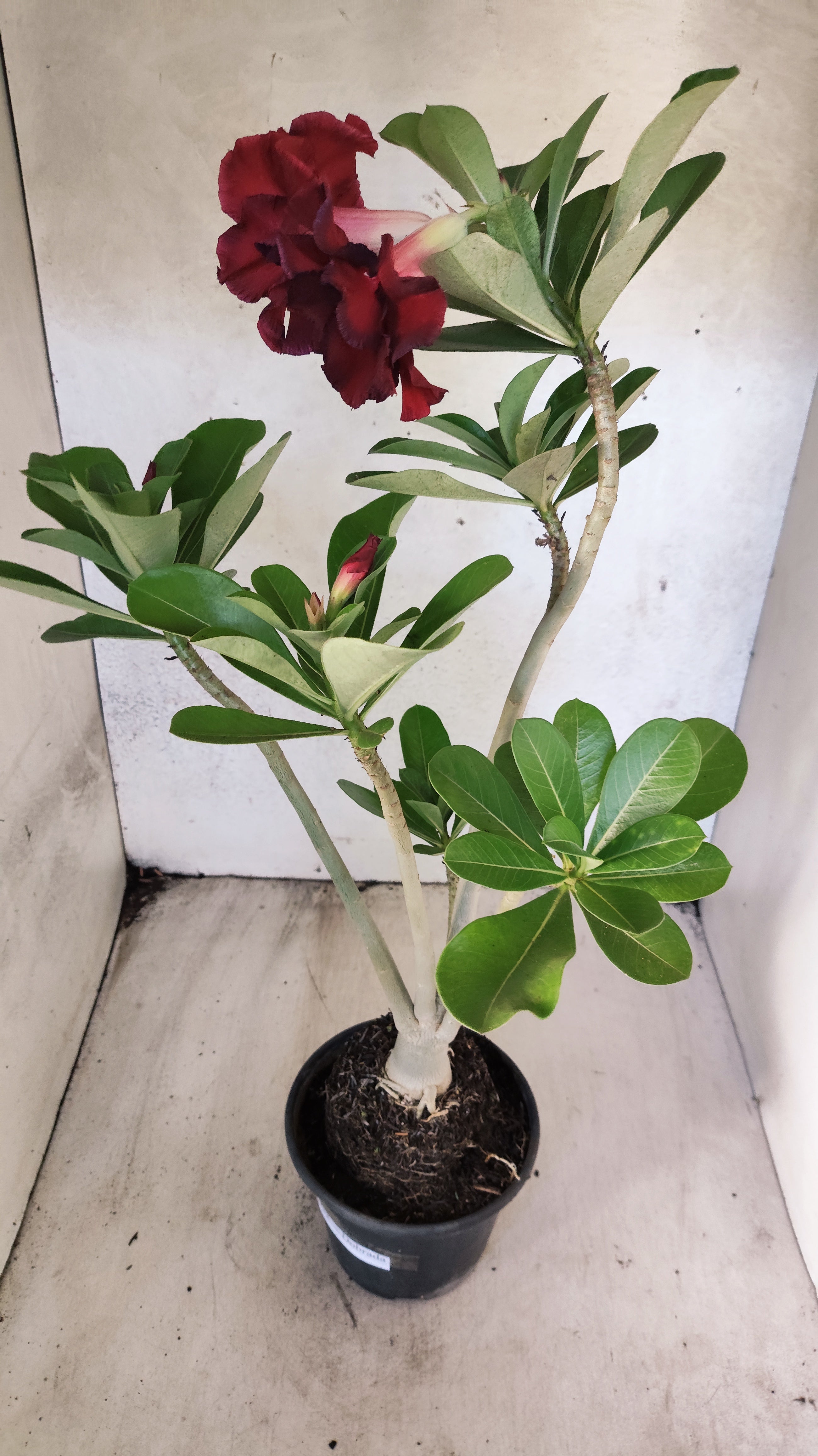 Planta Dobrada 3932 – 35cm – 03 anos