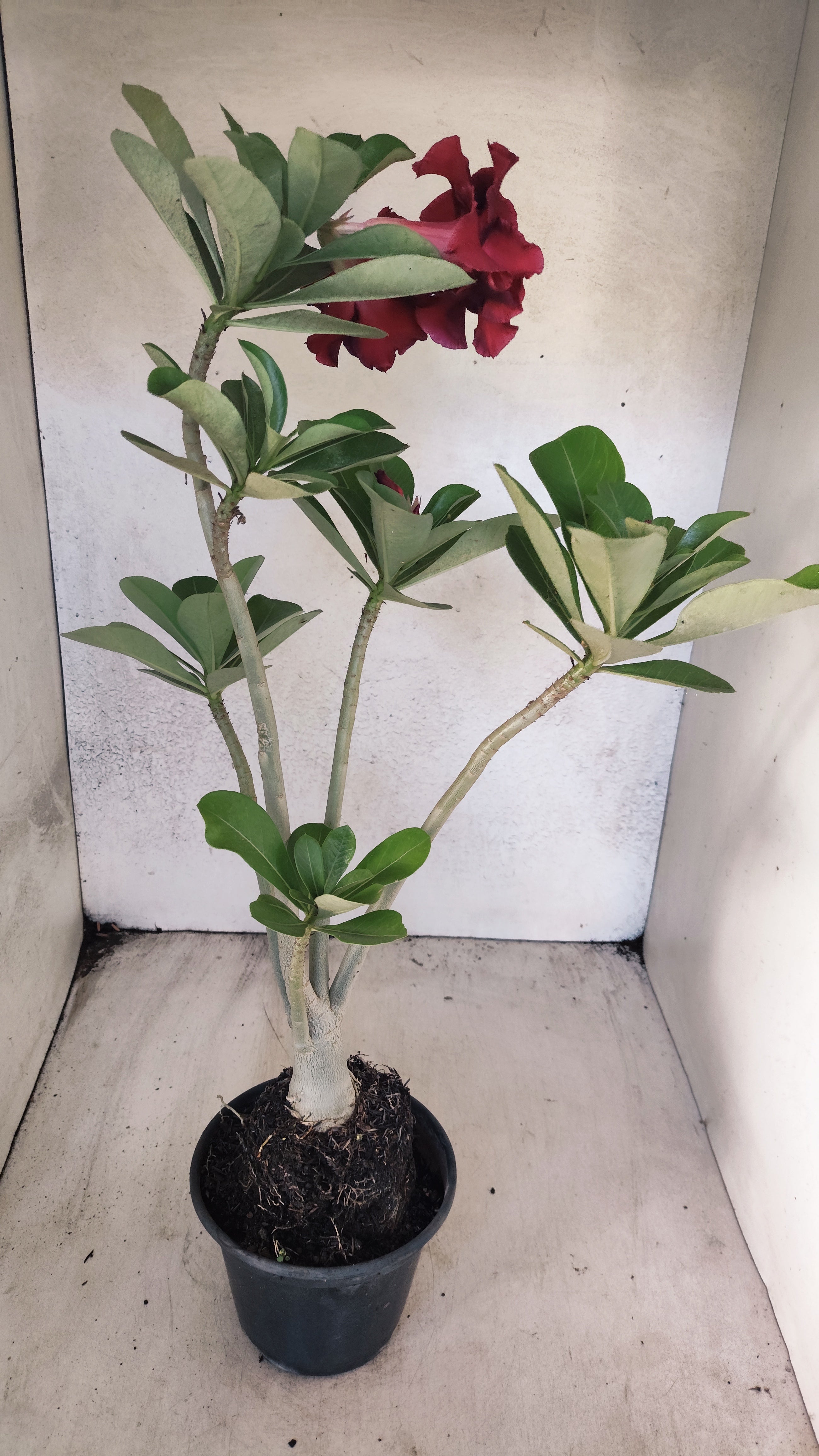 Planta Dobrada 3932 – 35cm – 03 anos