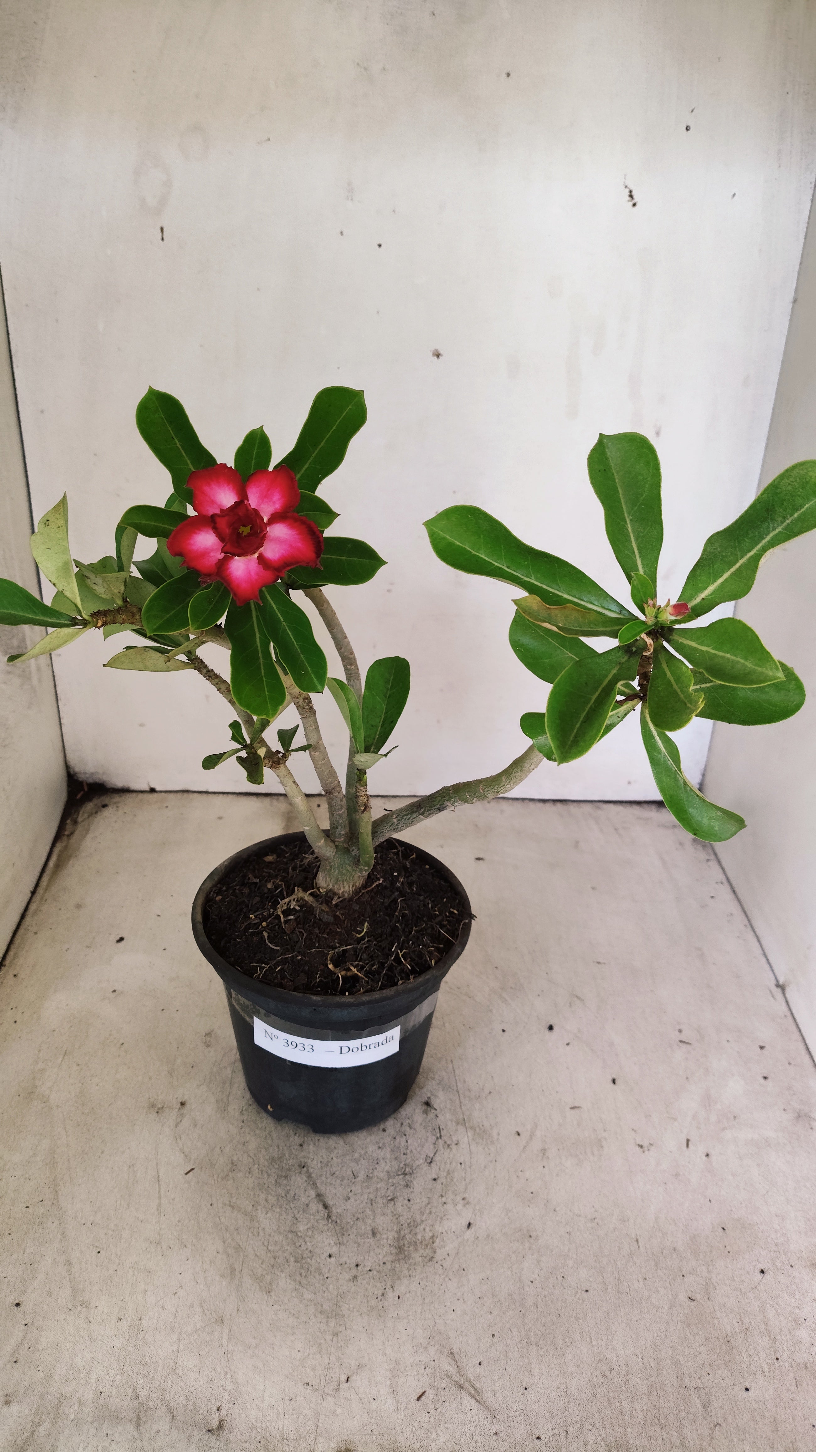 Planta Dobrada 3933 – 30cm – 02 anos