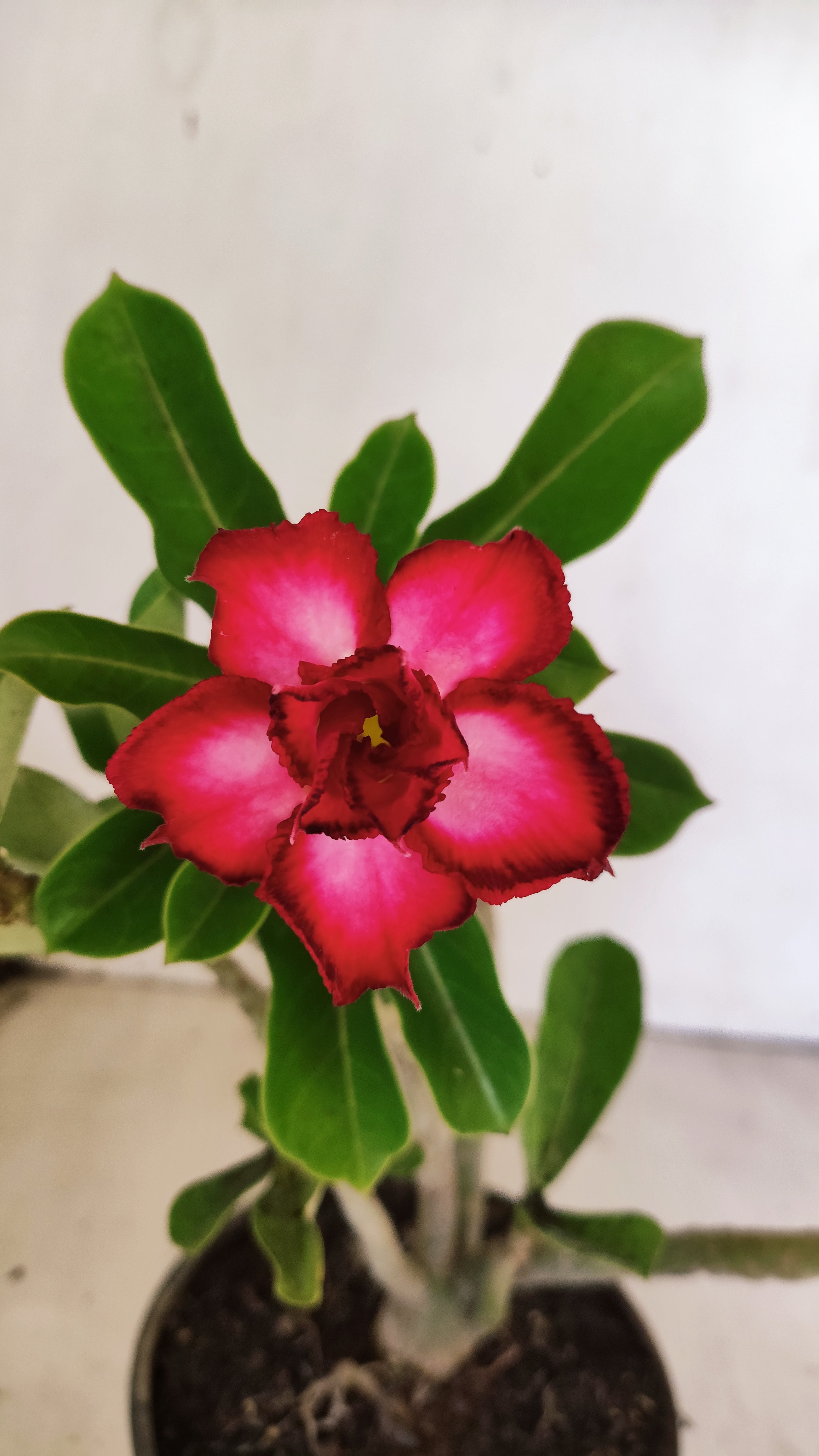 Planta Dobrada 3933 – 30cm – 02 anos