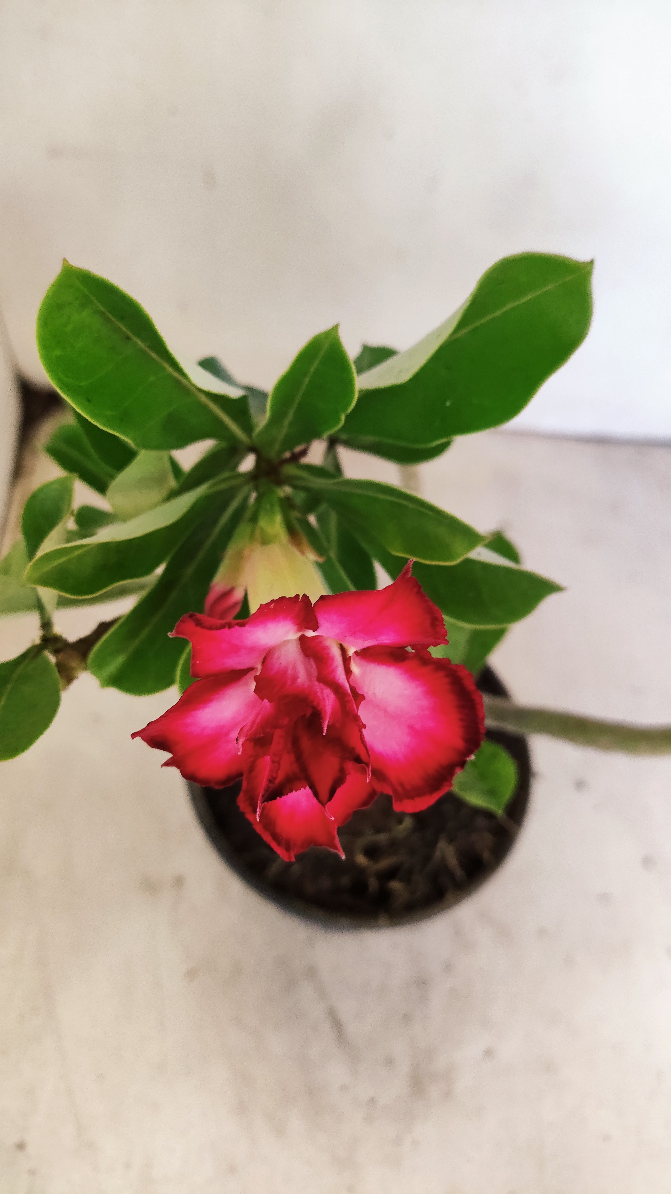 Planta Dobrada 3933 – 30cm – 02 anos