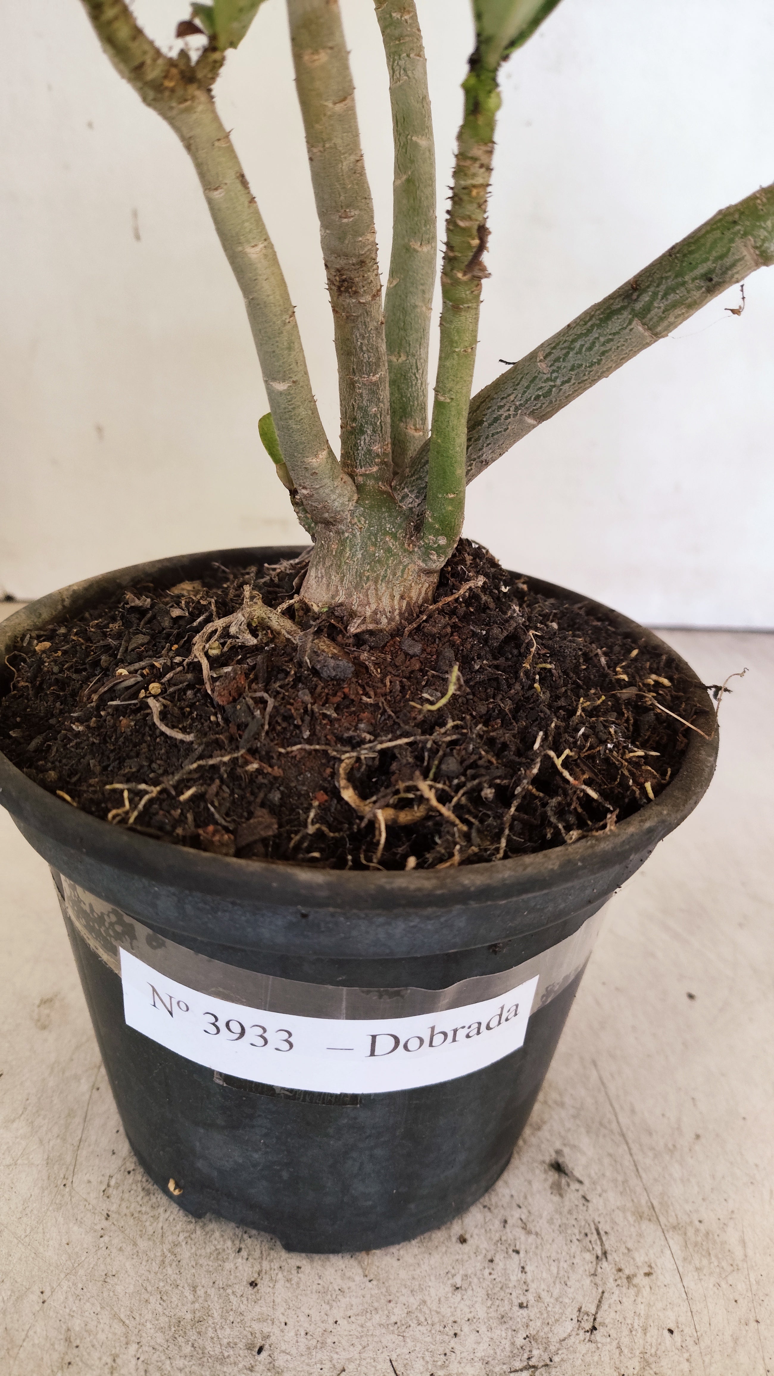Planta Dobrada 3933 – 30cm – 02 anos