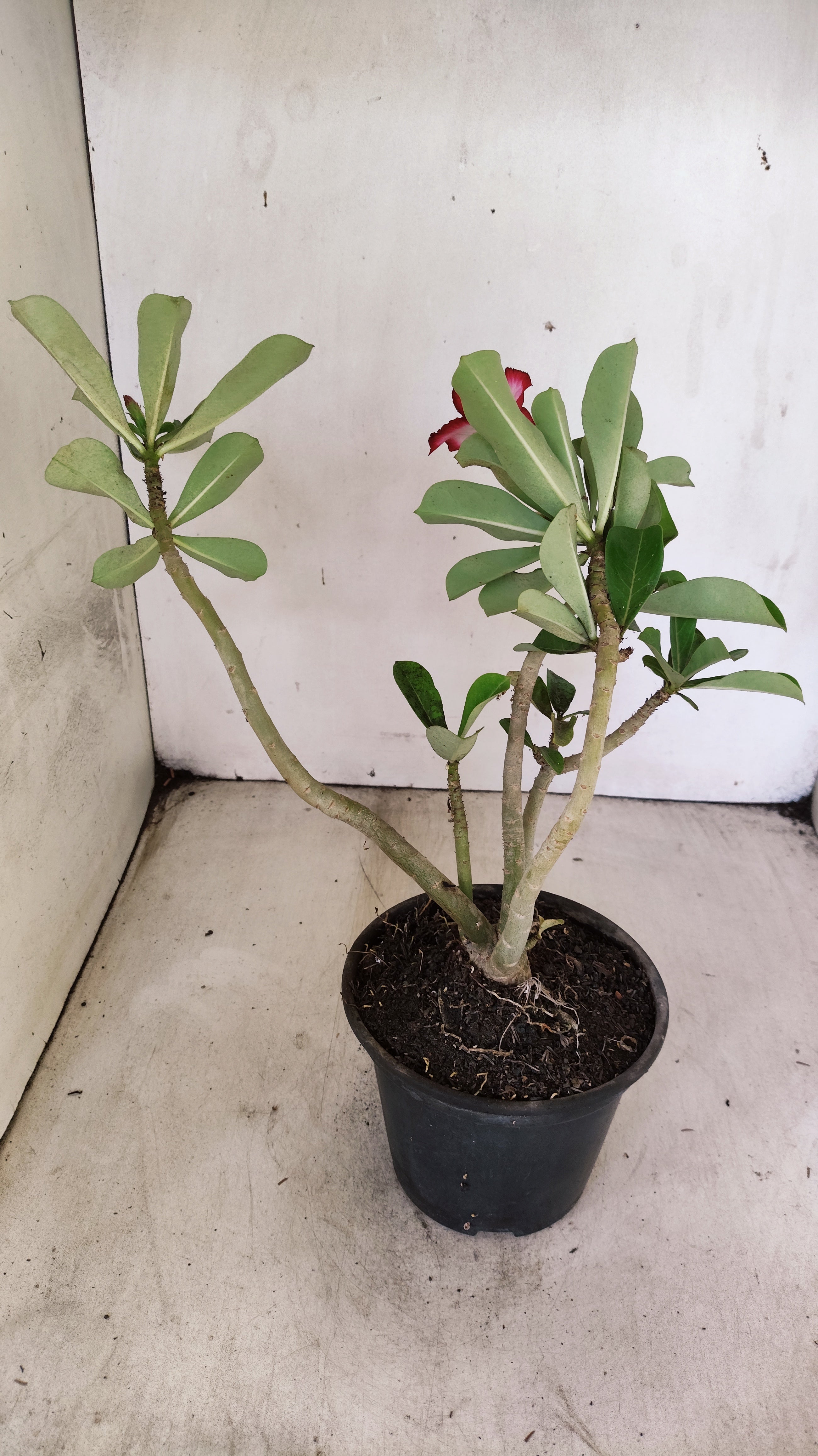 Planta Dobrada 3933 – 30cm – 02 anos
