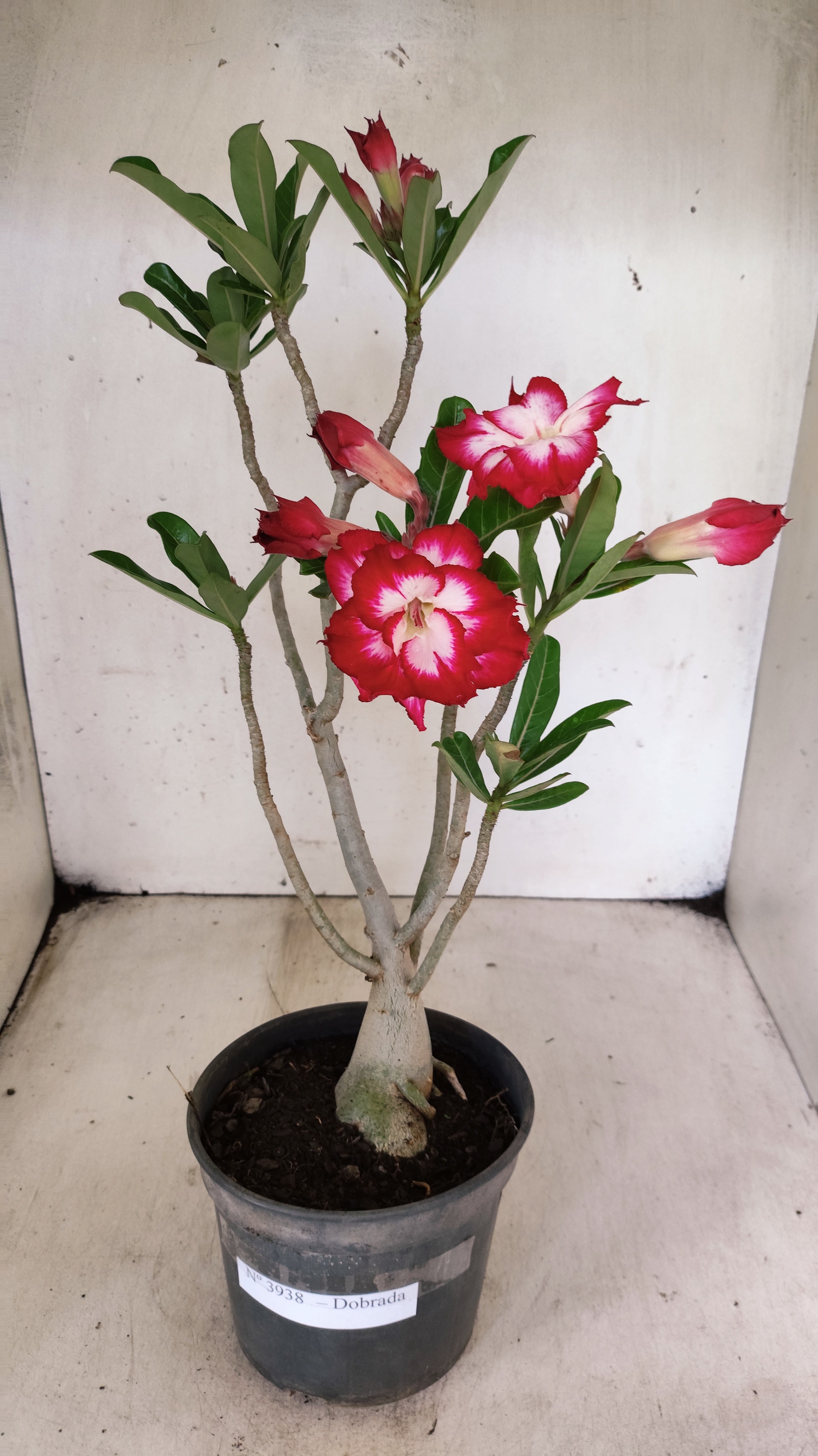 Planta Dobrada 3938 – 35cm – 03 anos