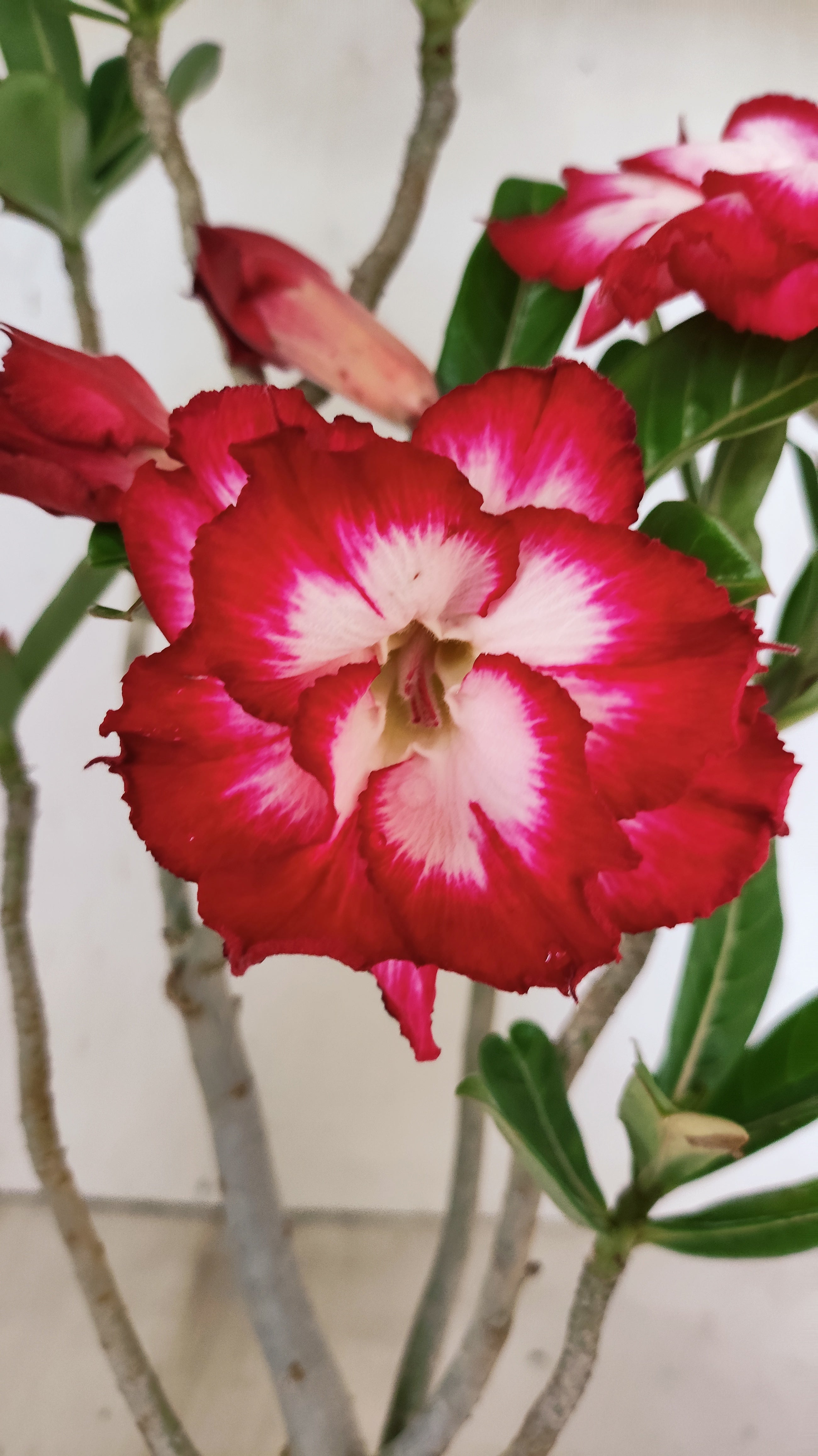 Planta Dobrada 3938 – 35cm – 03 anos