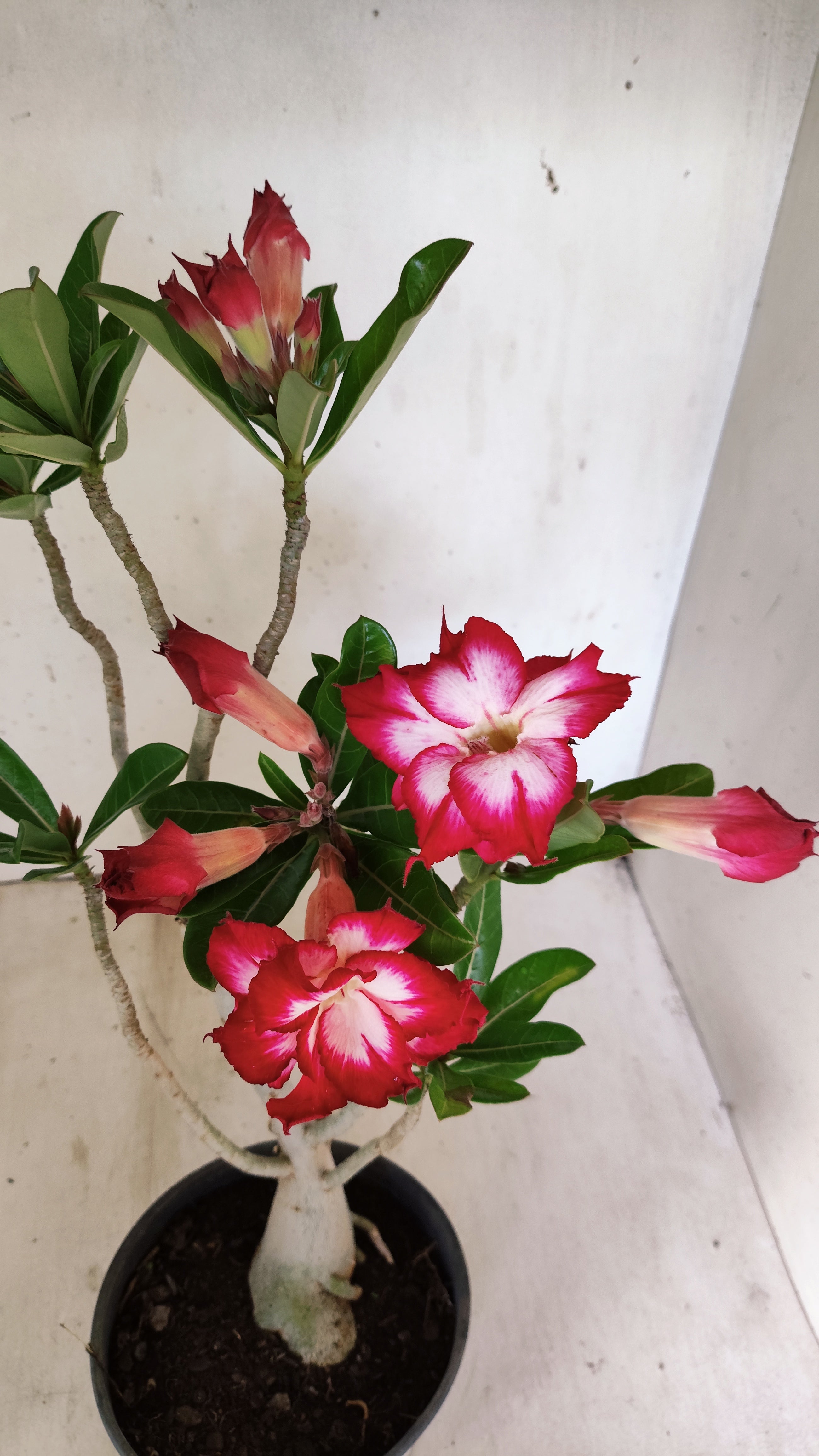 Planta Dobrada 3938 – 35cm – 03 anos
