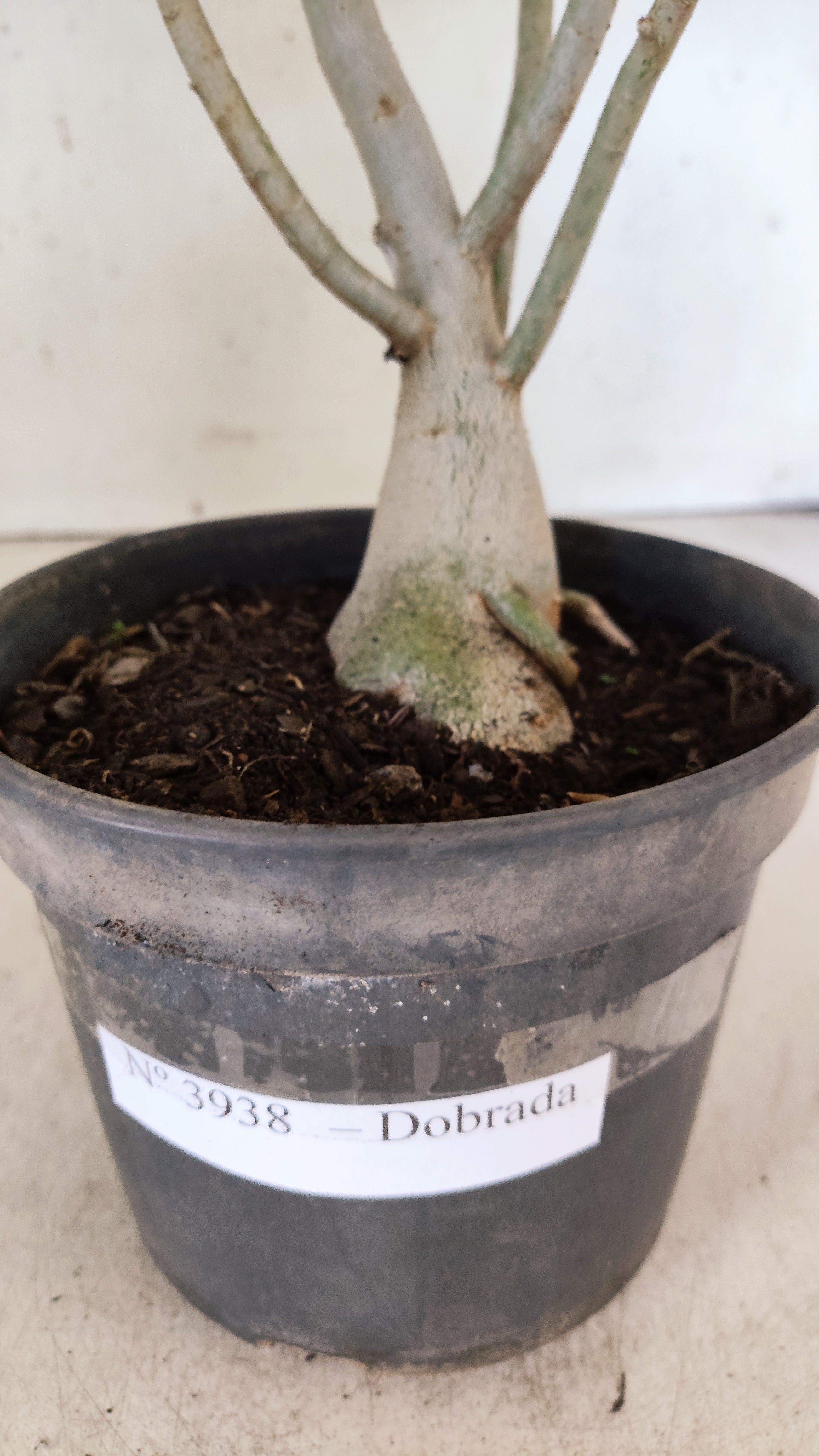 Planta Dobrada 3938 – 35cm – 03 anos