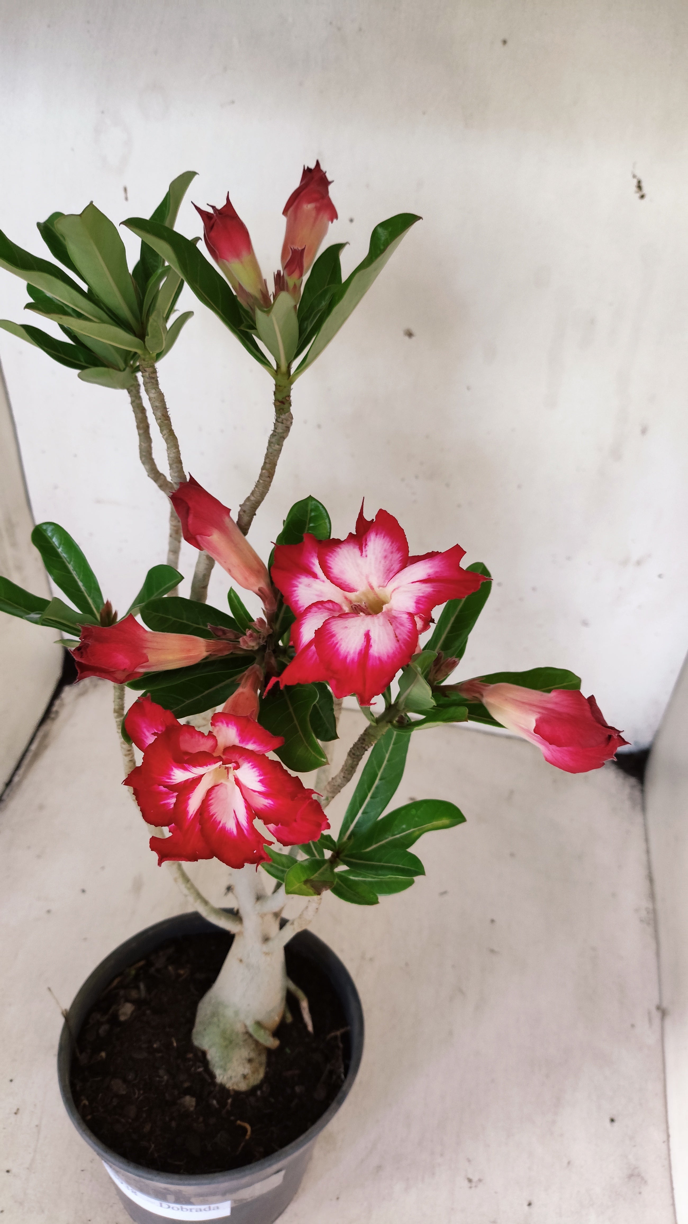 Planta Dobrada 3938 – 35cm – 03 anos