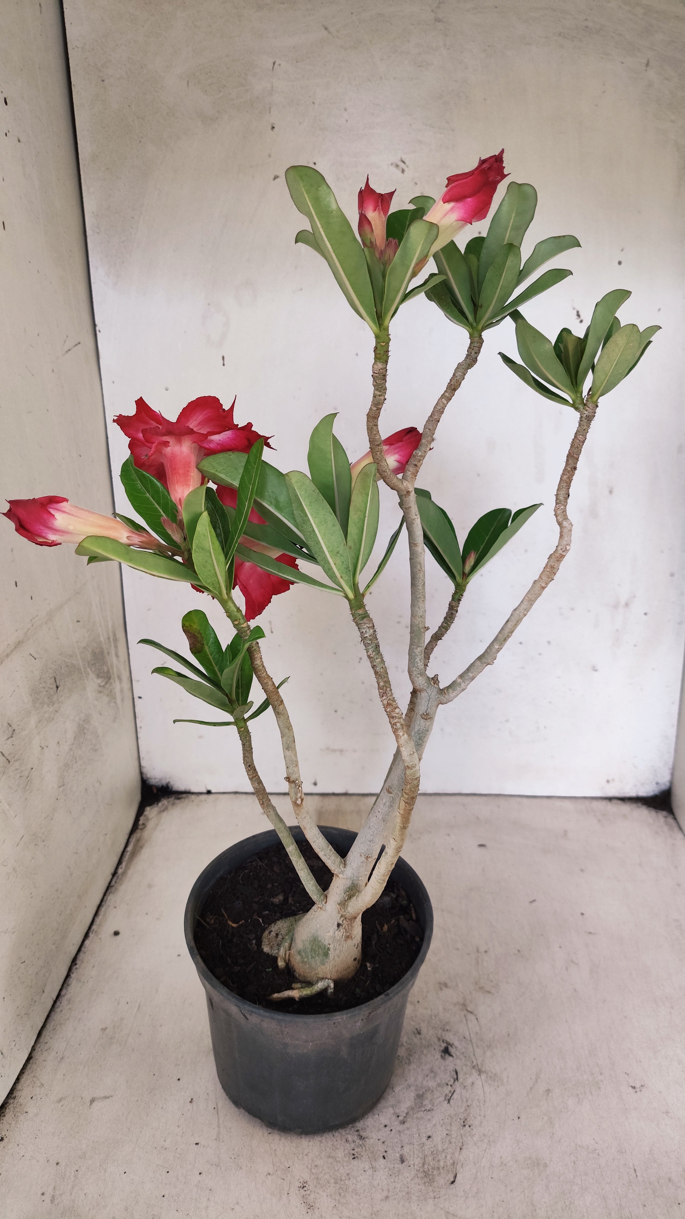 Planta Dobrada 3938 – 35cm – 03 anos
