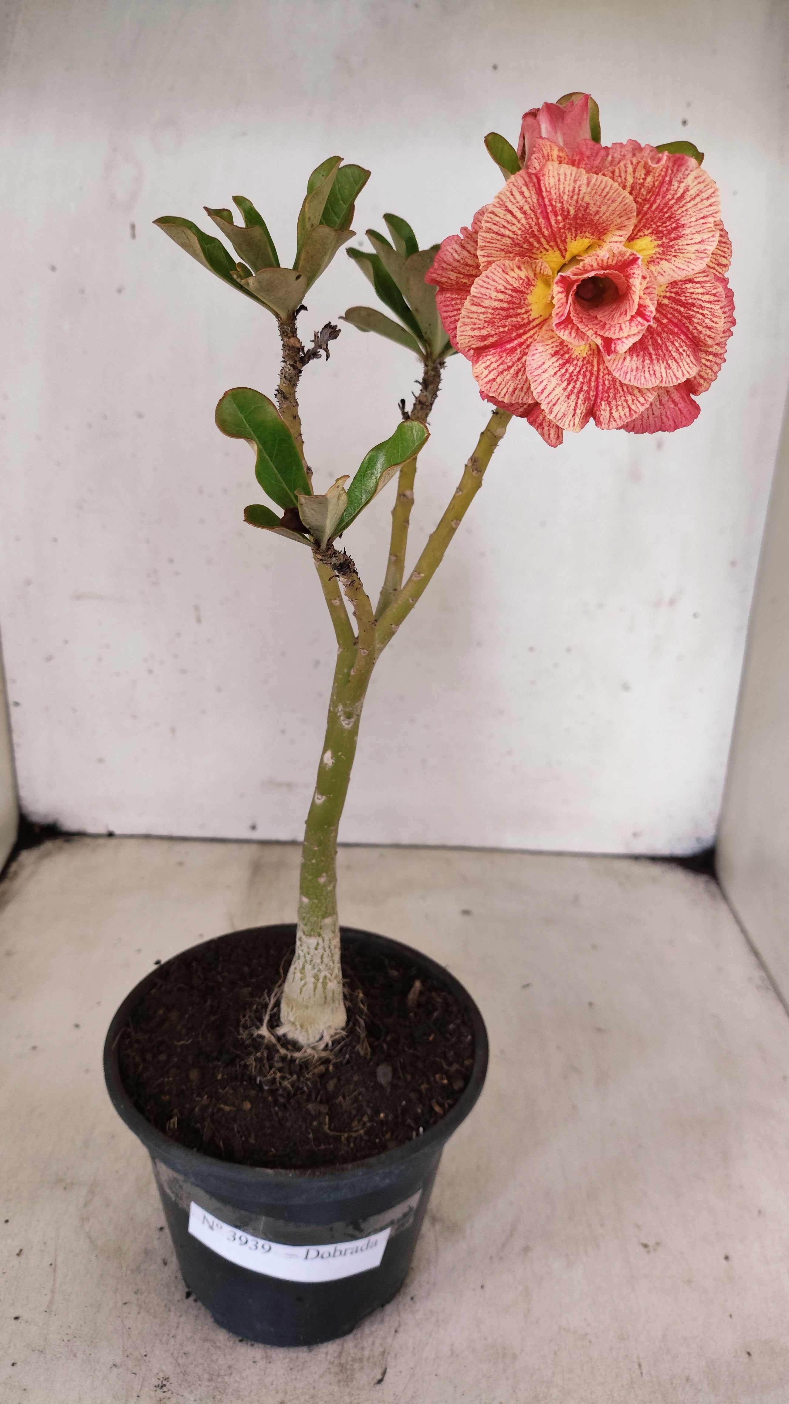 Planta Dobrada 3939 – 30cm – 02 anos