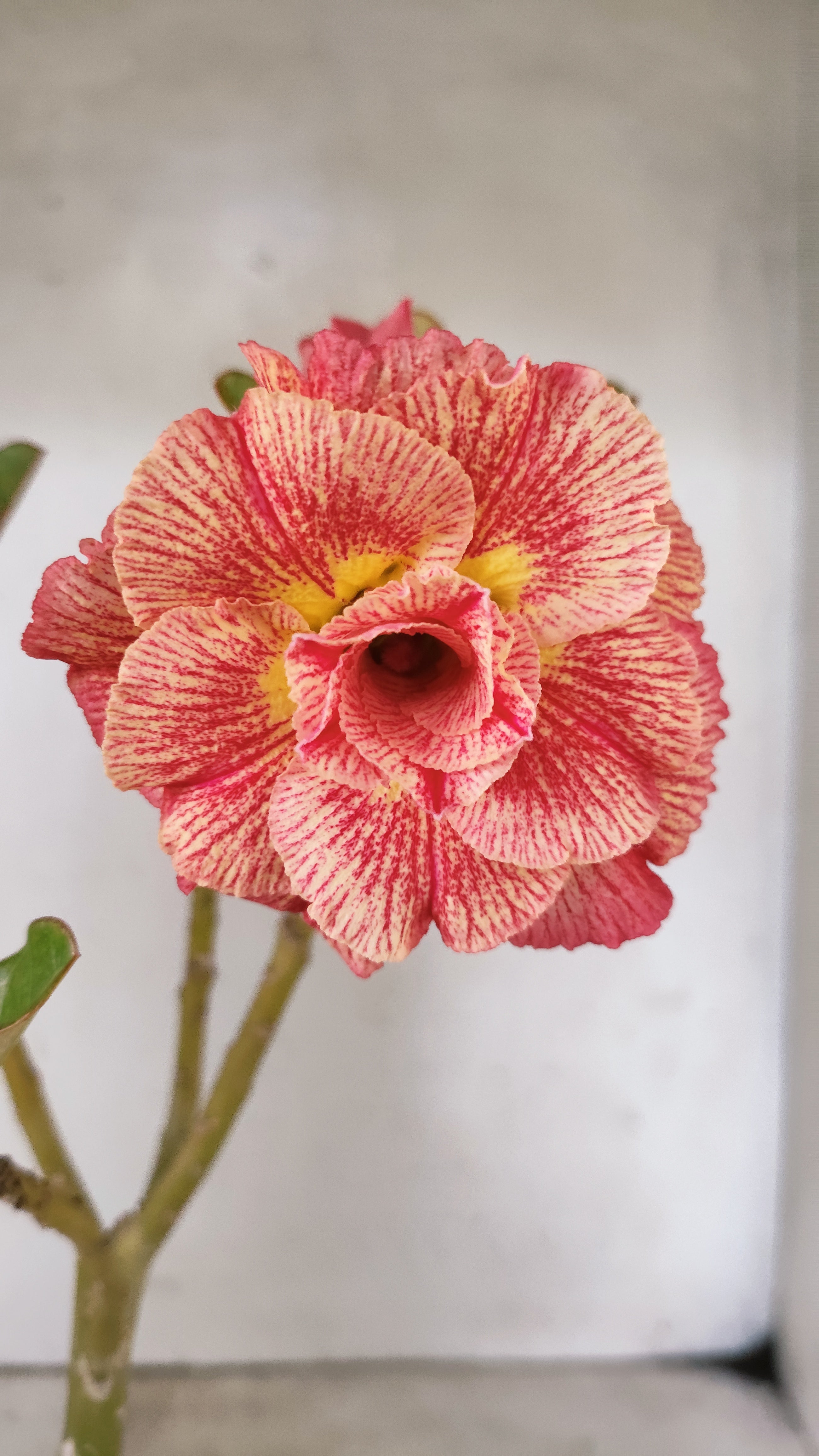 Planta Dobrada 3939 – 30cm – 02 anos