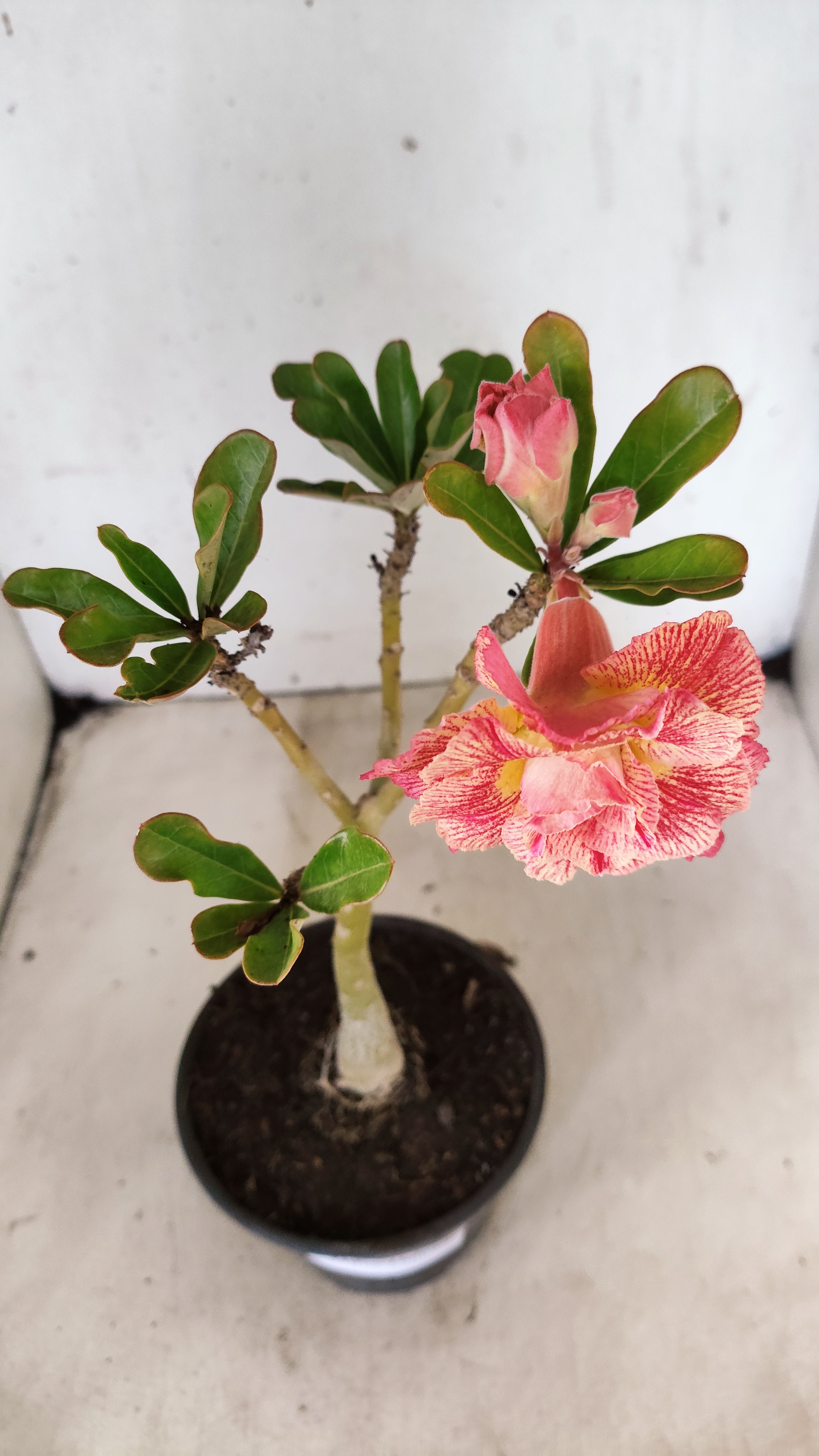 Planta Dobrada 3939 – 30cm – 02 anos