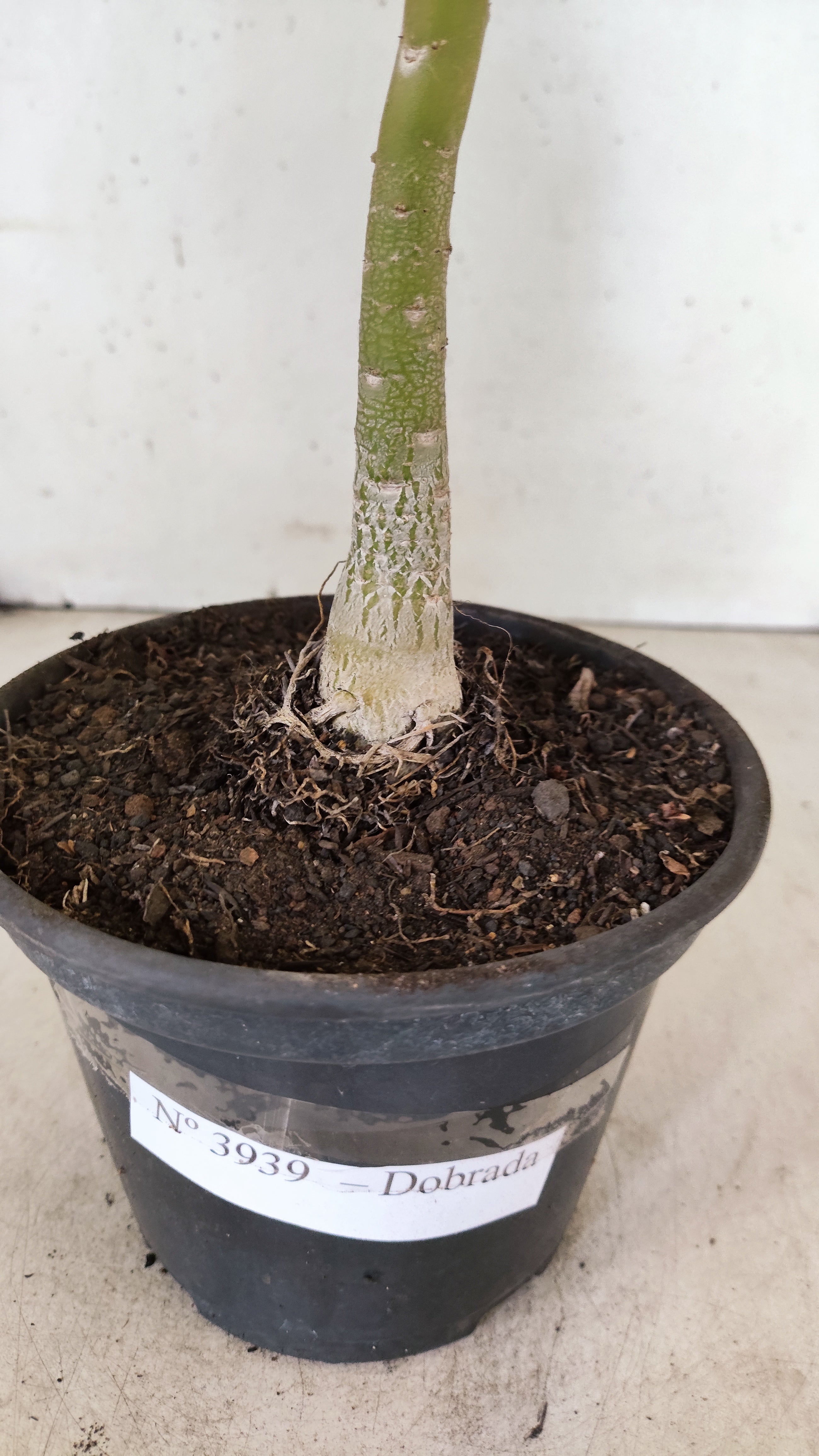 Planta Dobrada 3939 – 30cm – 02 anos