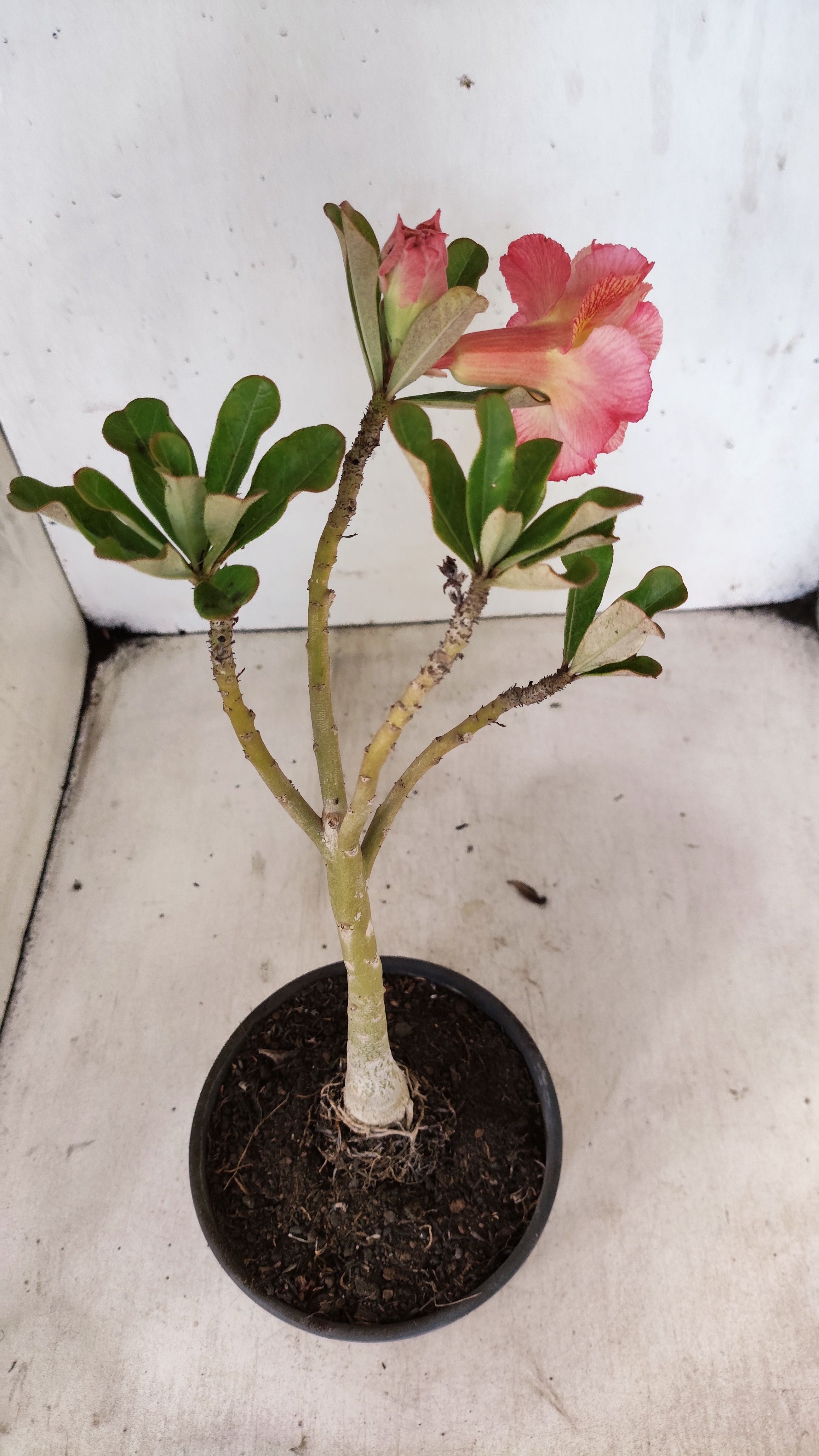 Planta Dobrada 3939 – 30cm – 02 anos