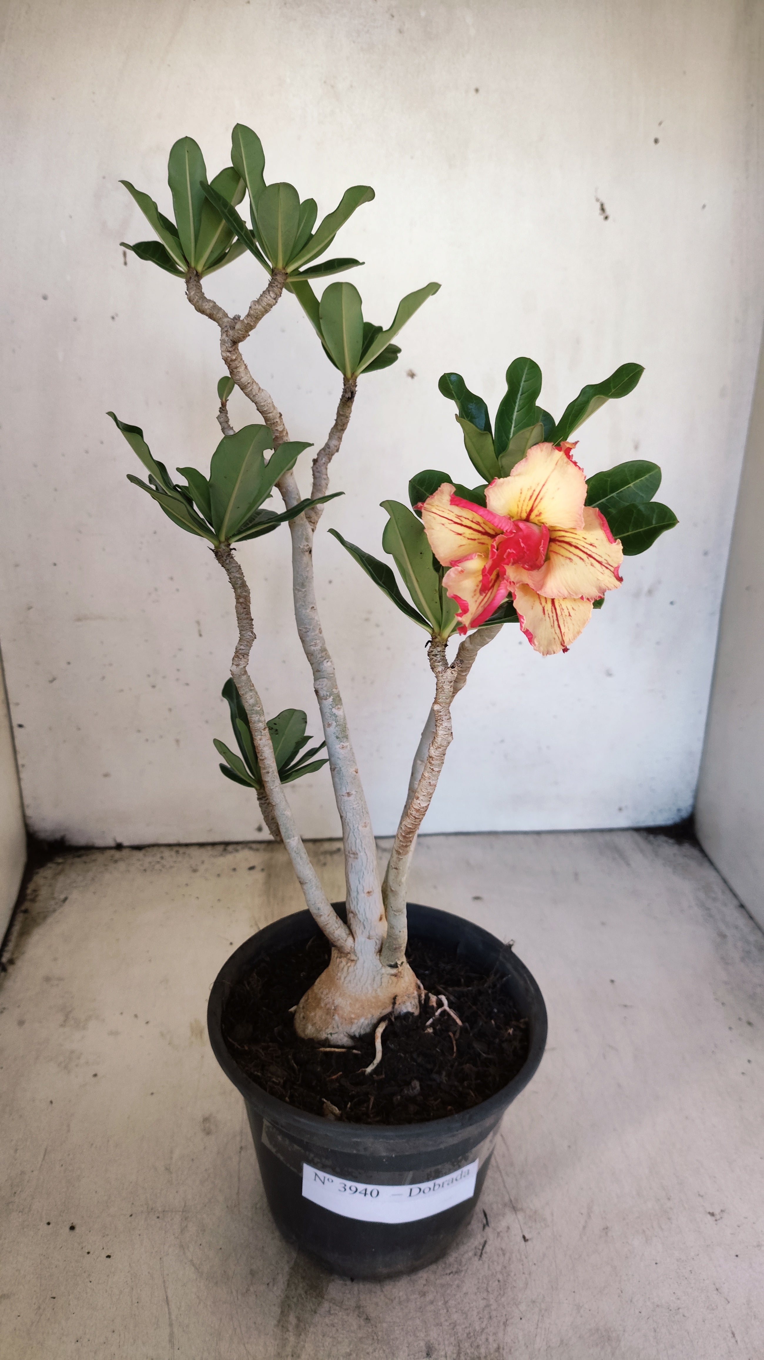 Planta Dobrada 3940 – 35cm – 03 anos