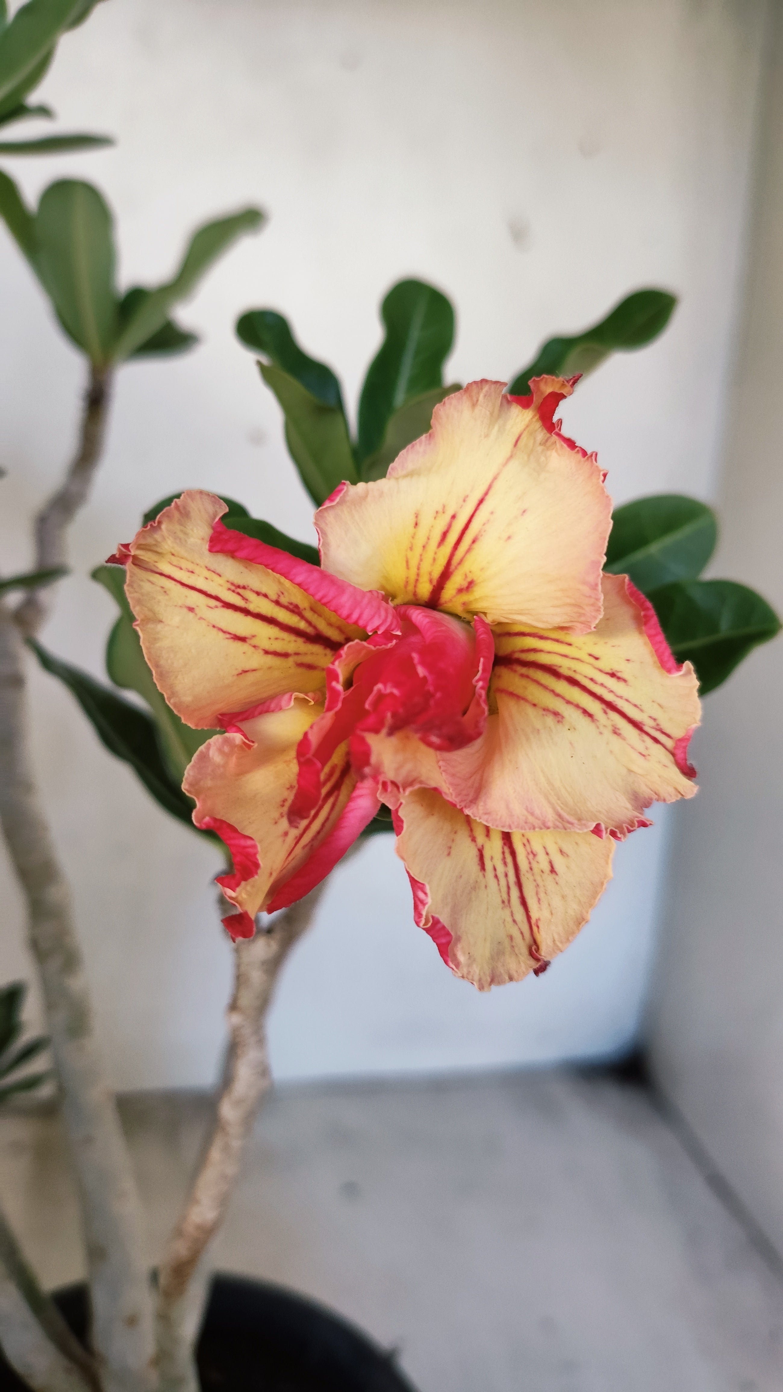 Planta Dobrada 3940 – 35cm – 03 anos