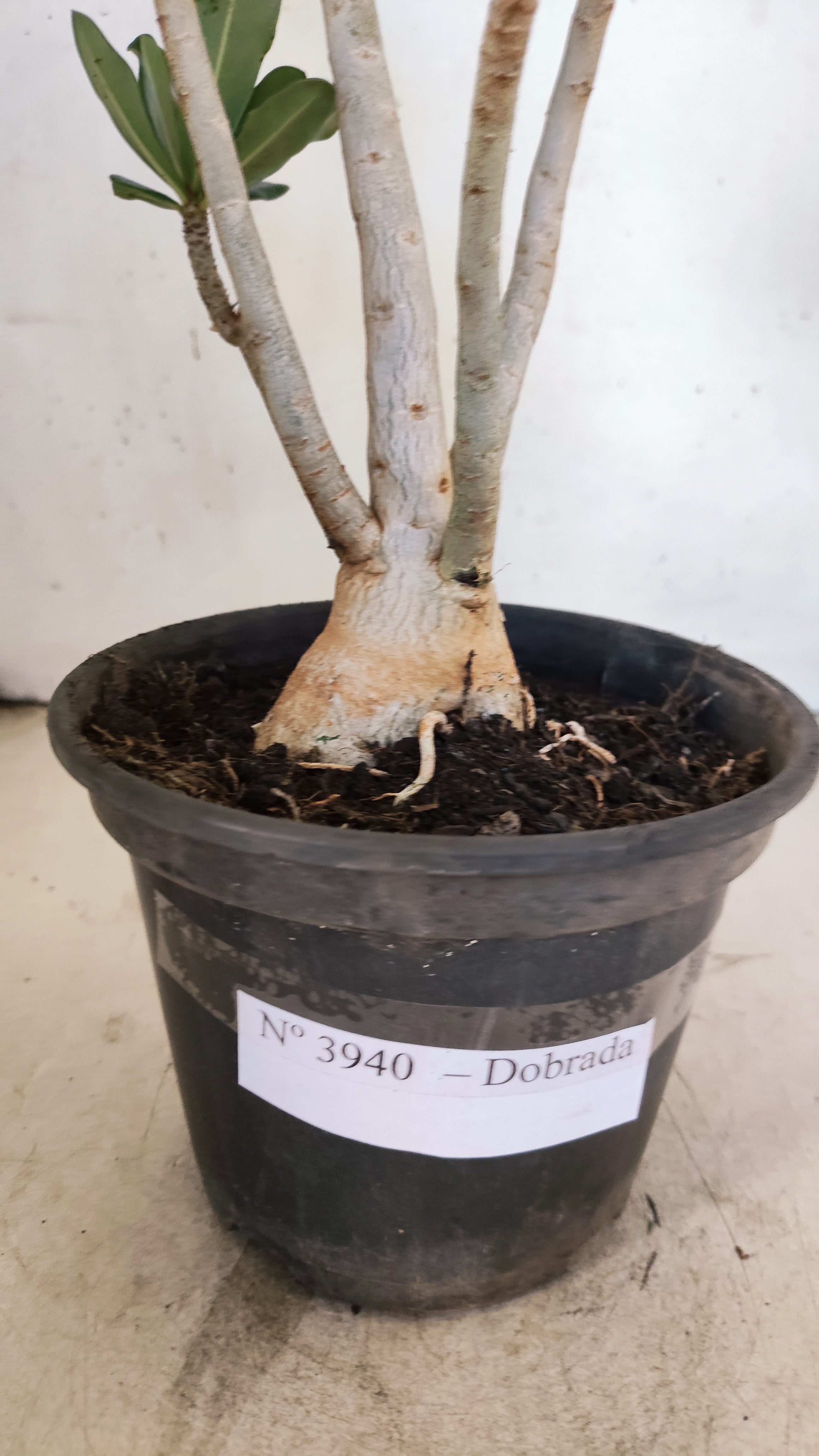 Planta Dobrada 3940 – 35cm – 03 anos