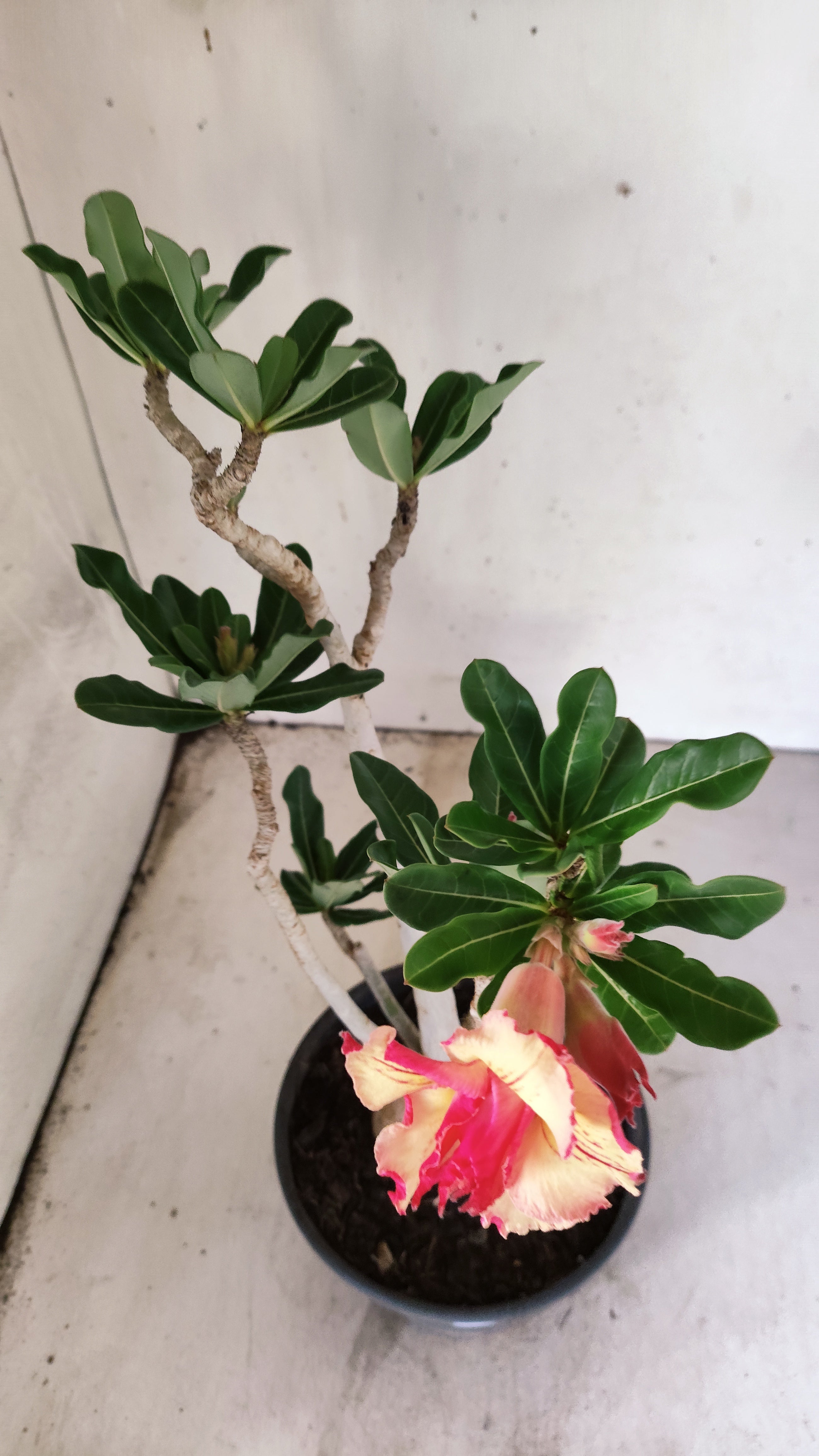 Planta Dobrada 3940 – 35cm – 03 anos