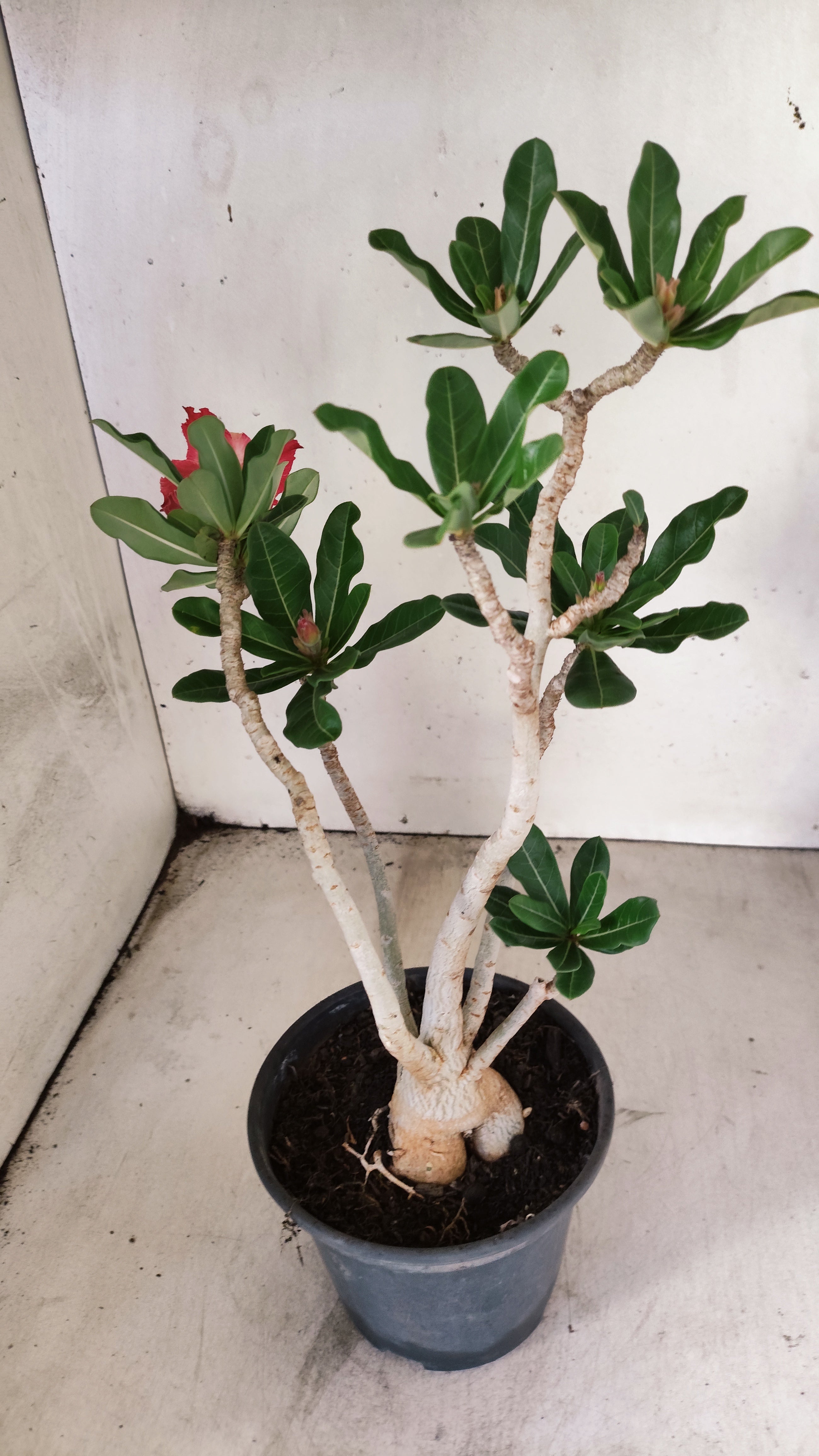 Planta Dobrada 3940 – 35cm – 03 anos