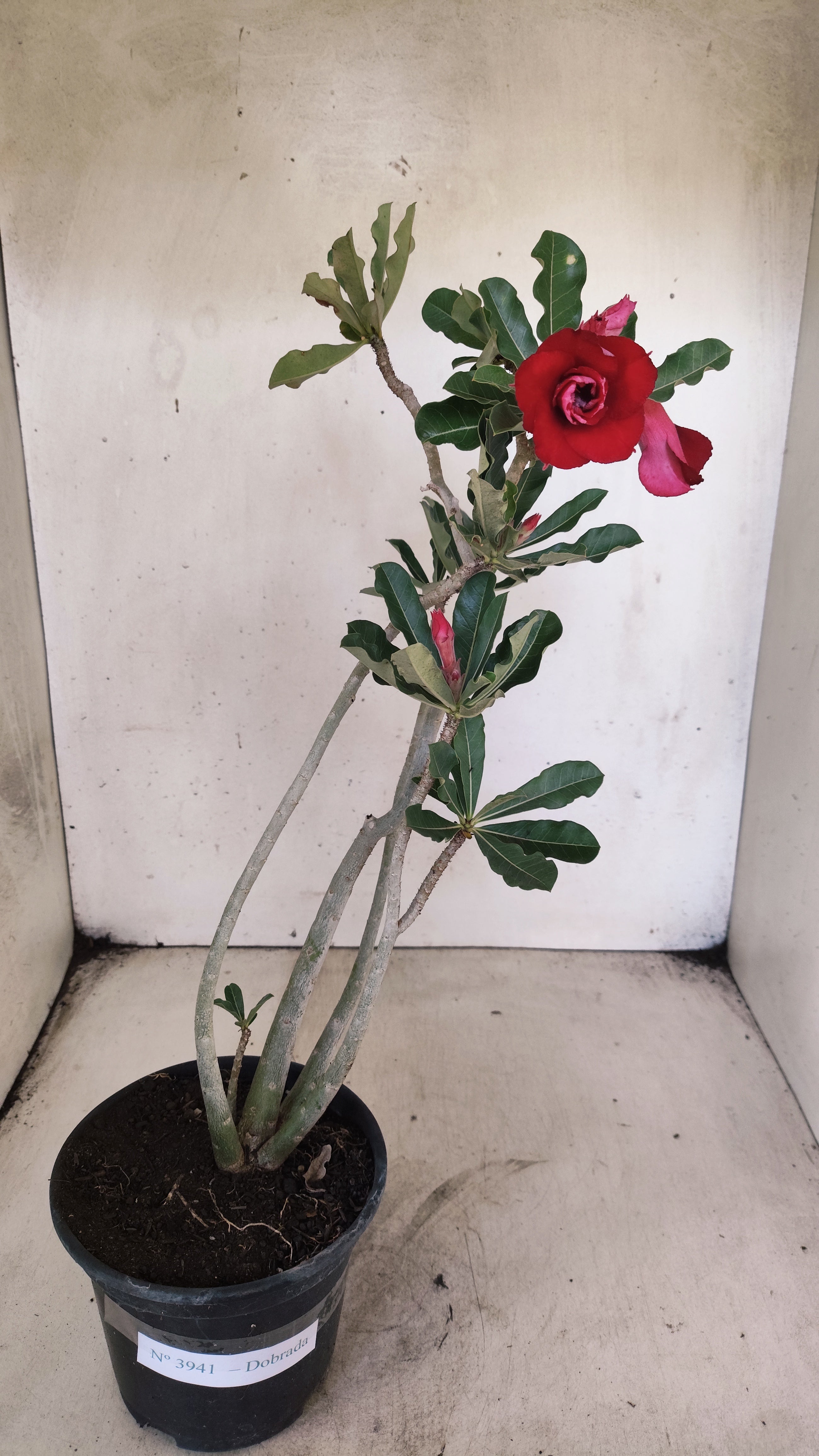 Planta Dobrada 3941 – 35cm – 03 anos