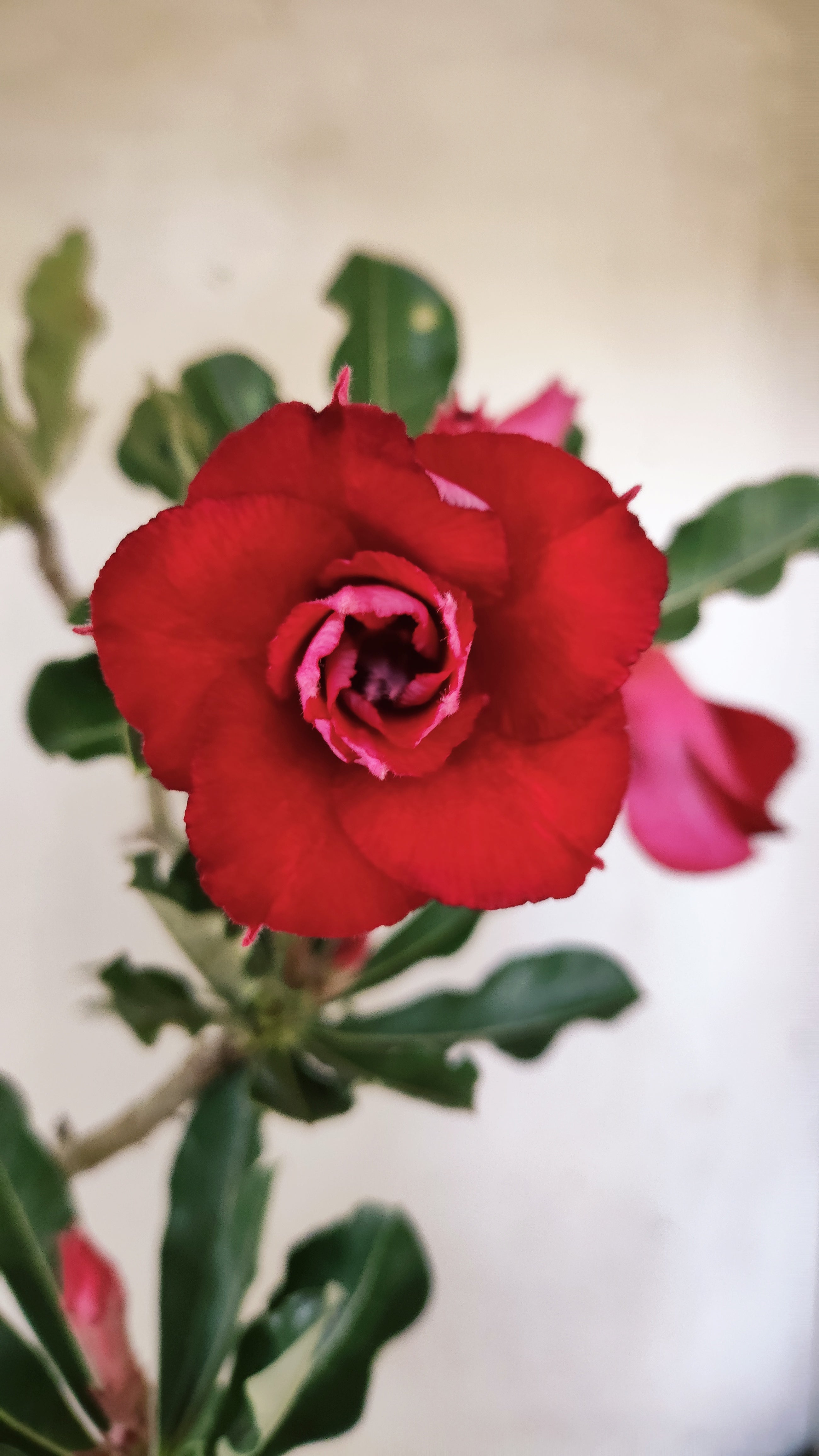 Planta Dobrada 3941 – 35cm – 03 anos