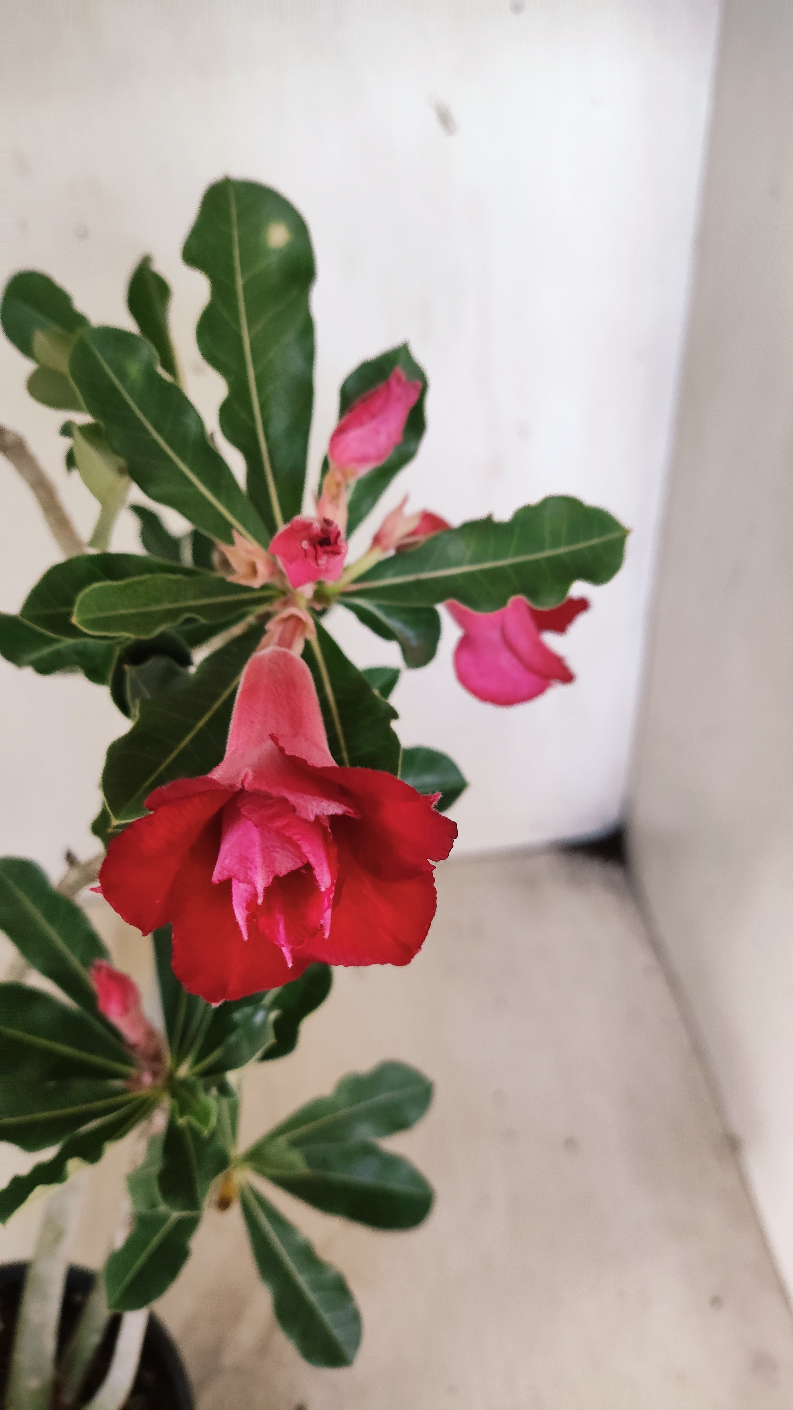 Planta Dobrada 3941 – 35cm – 03 anos