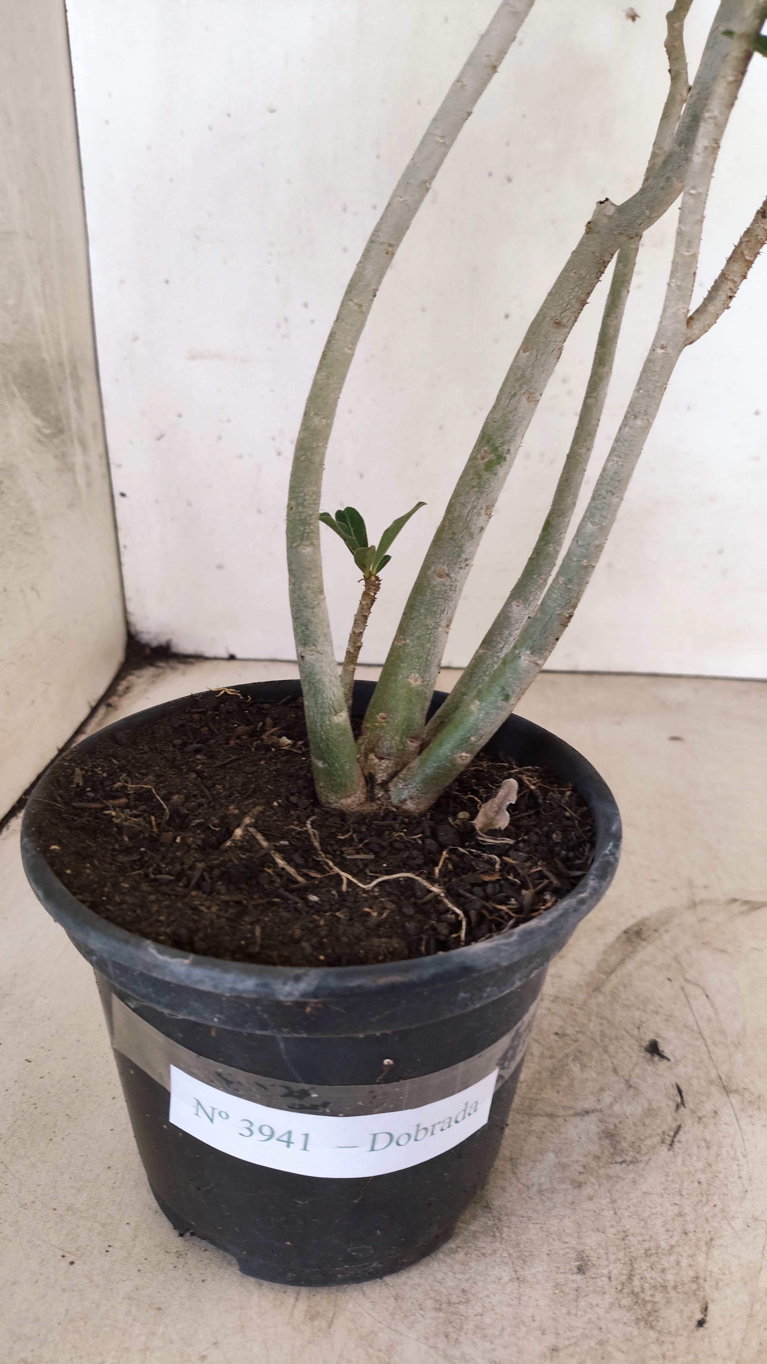 Planta Dobrada 3941 – 35cm – 03 anos
