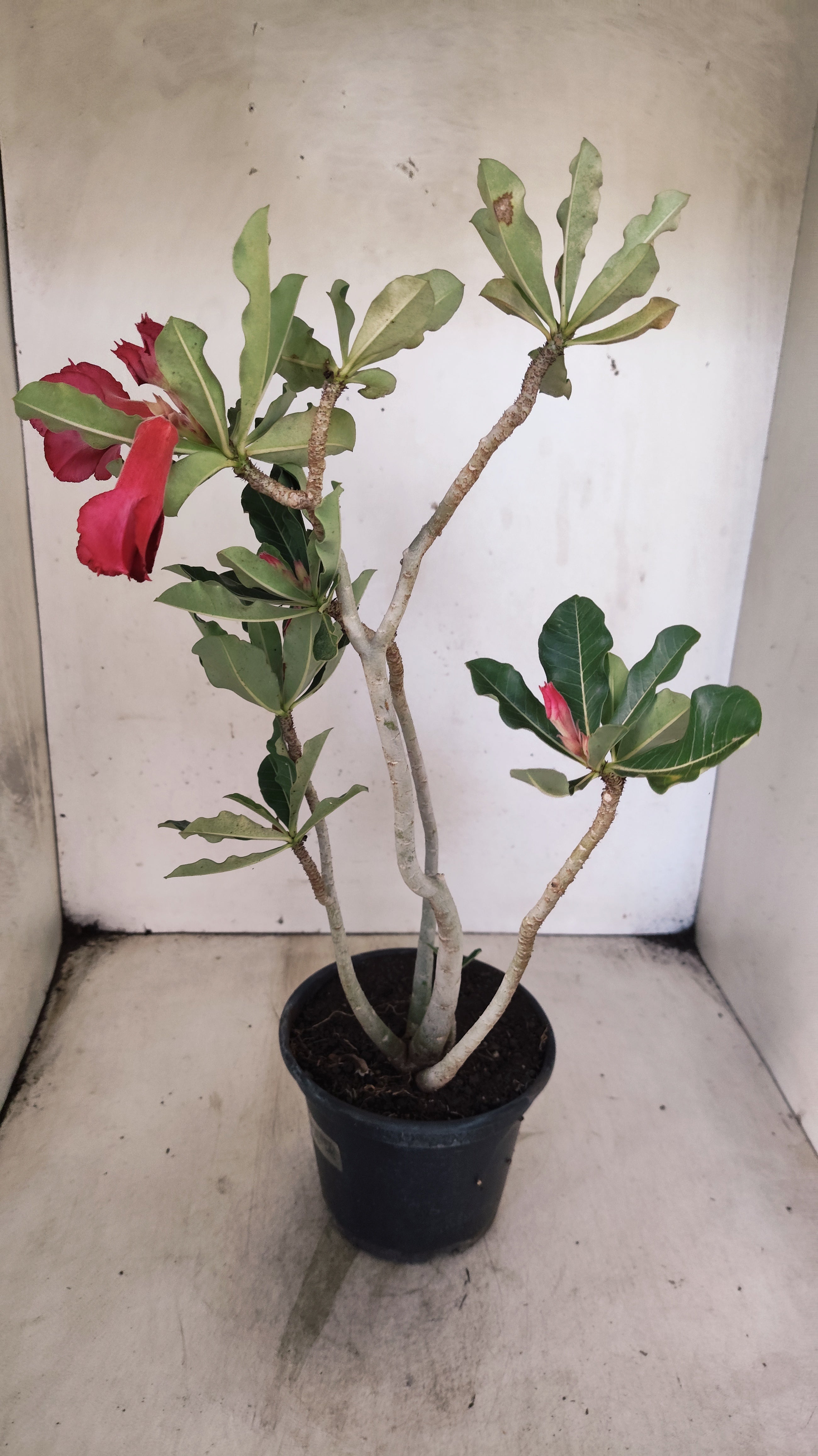 Planta Dobrada 3941 – 35cm – 03 anos